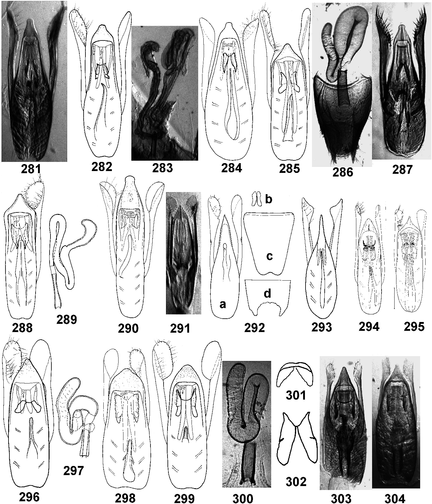 Stenus abdominalis Plazi TreatmentBank