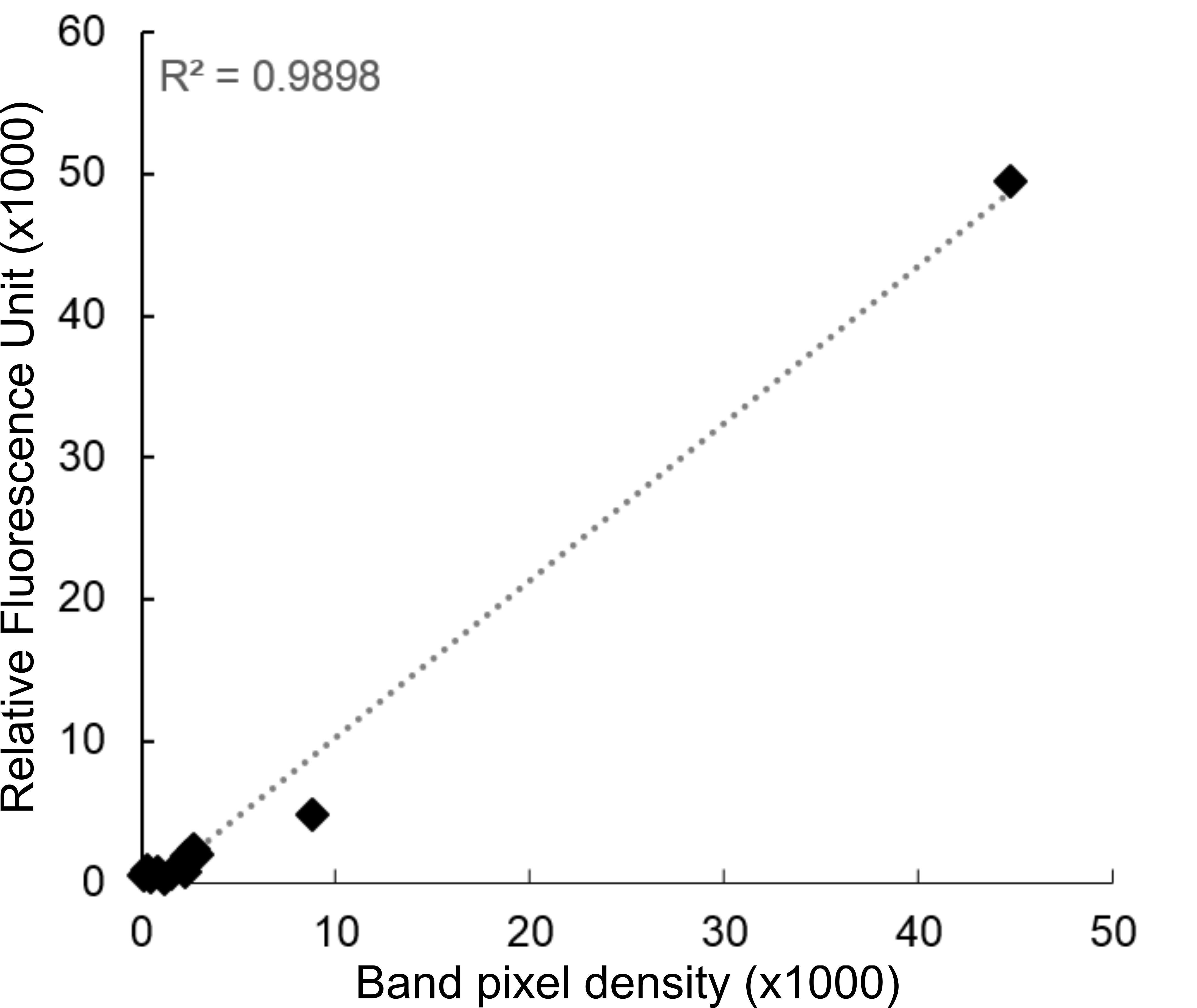 Mcherry Fluorescence Correlation With Western Blot Band