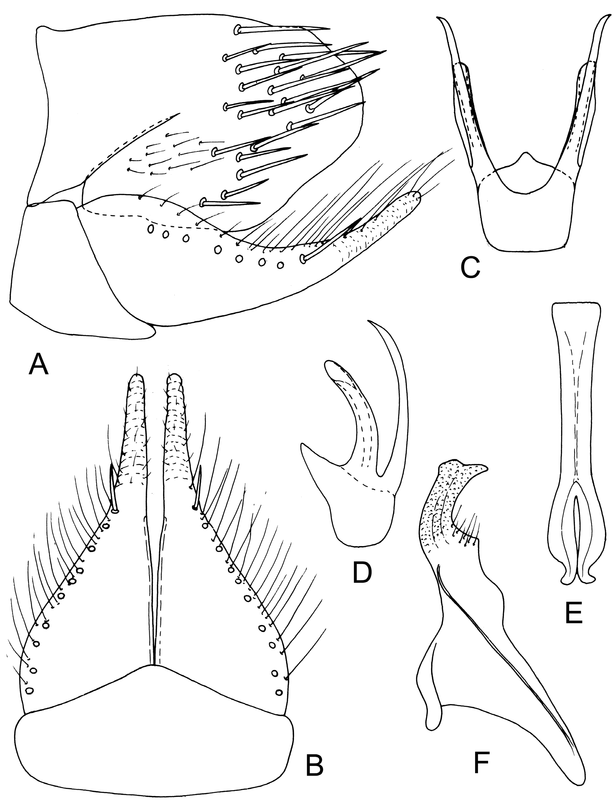 FIGURE 27. A. luteus, male genitalia. A in A new genus Austrimonus for ...