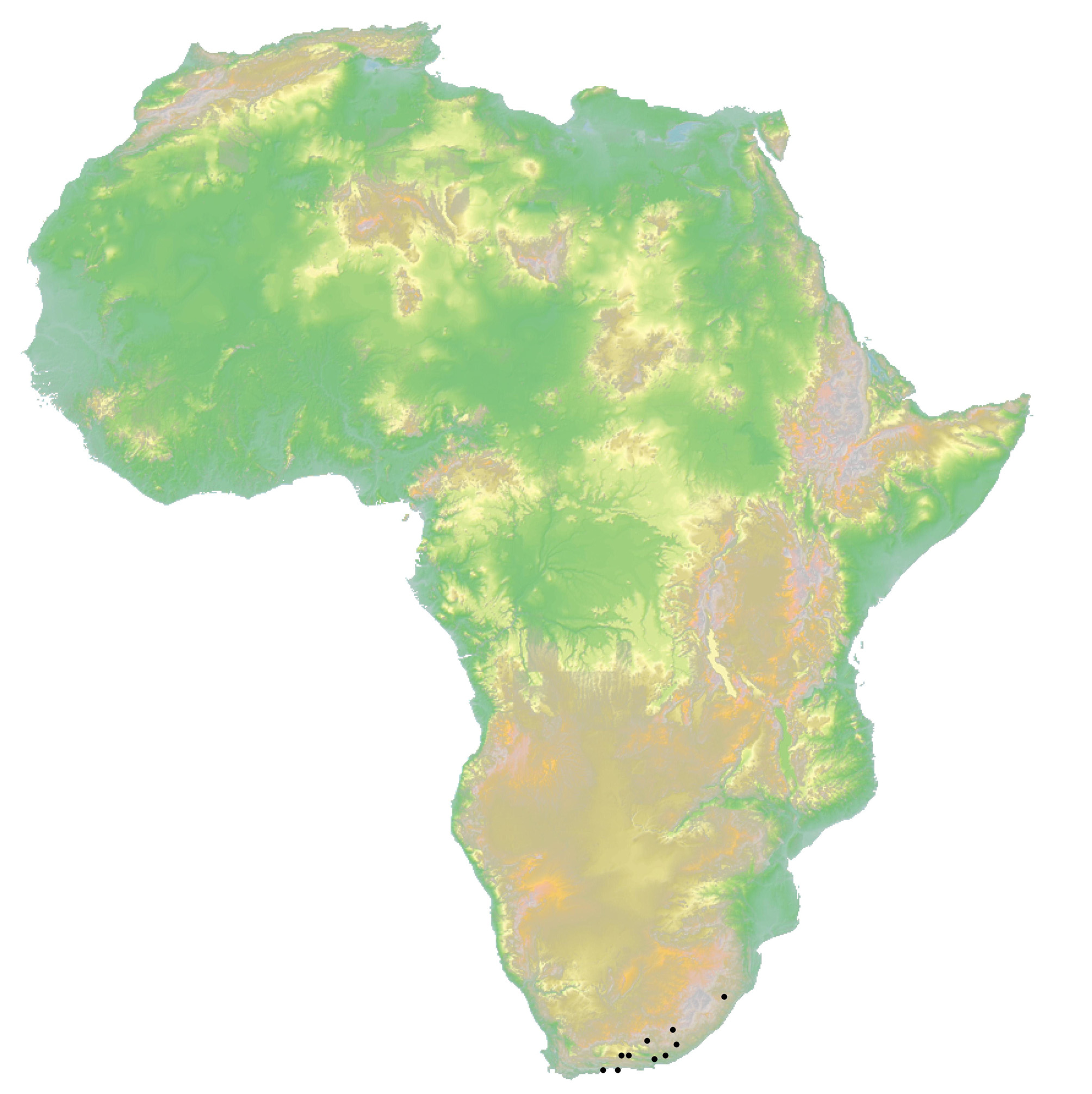 Figure 17 In Taxonomic Revision Of The Sub-saharan Anthidiellum 