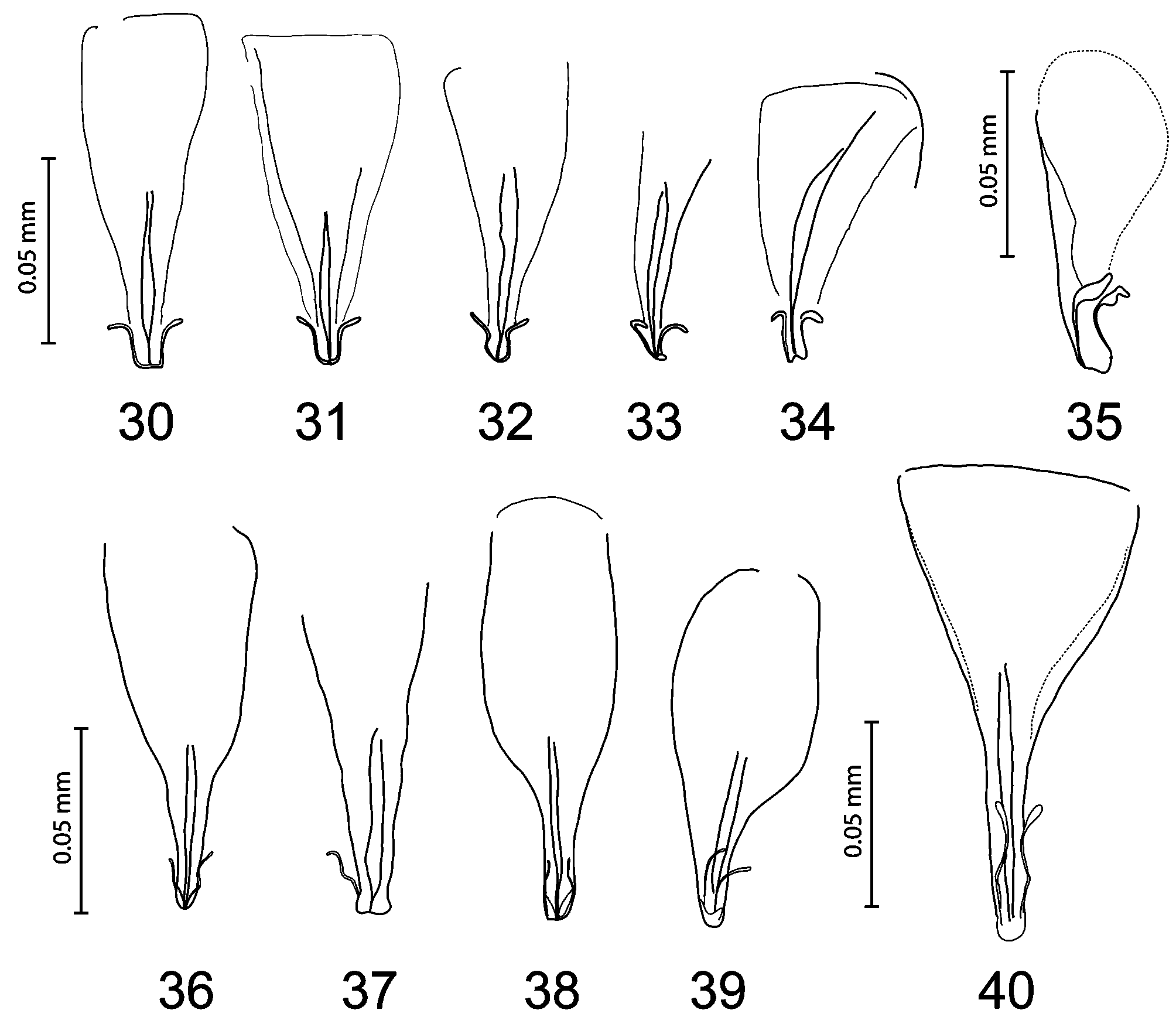 Figures 30 40 Male Genital Sac Sclerites 30 34 Myrsidea Capeki