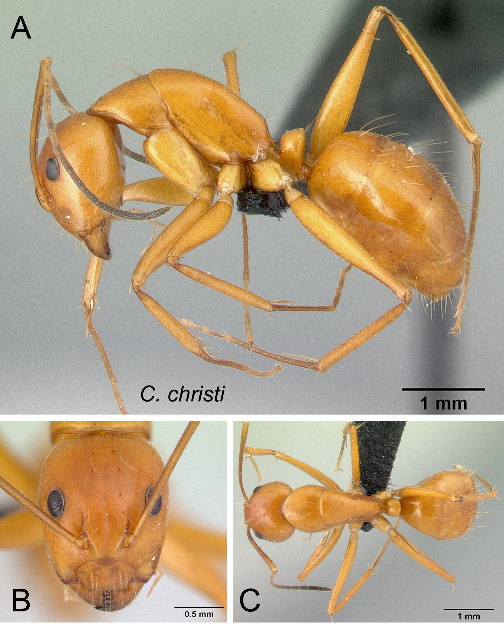 Camponotus Christi