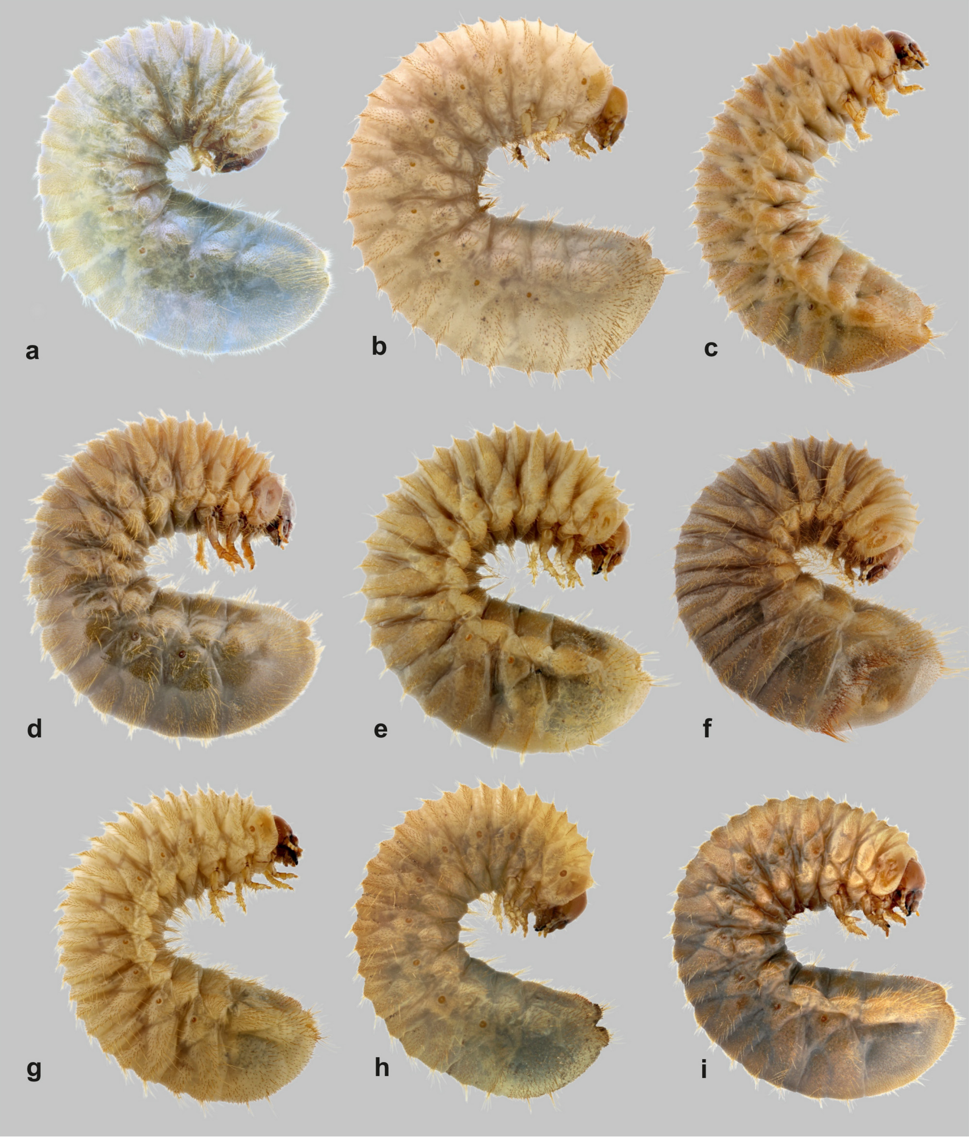 Oxythyrea Funesta Poda Von Neuhaus 1761 Plazi Treatmentbank