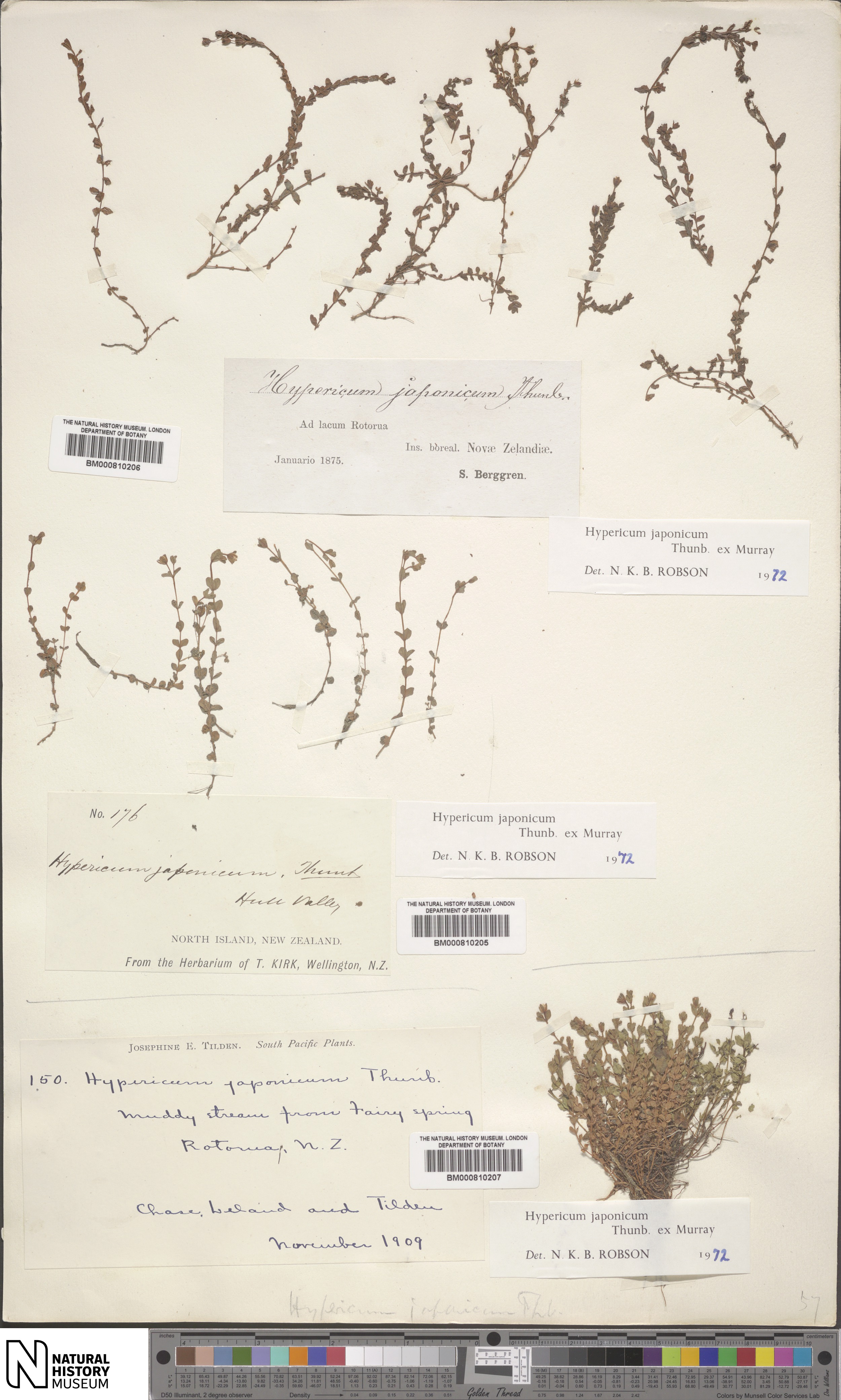 Herbarium specimen image of Hypericum japonicum Thunb., part of the ...