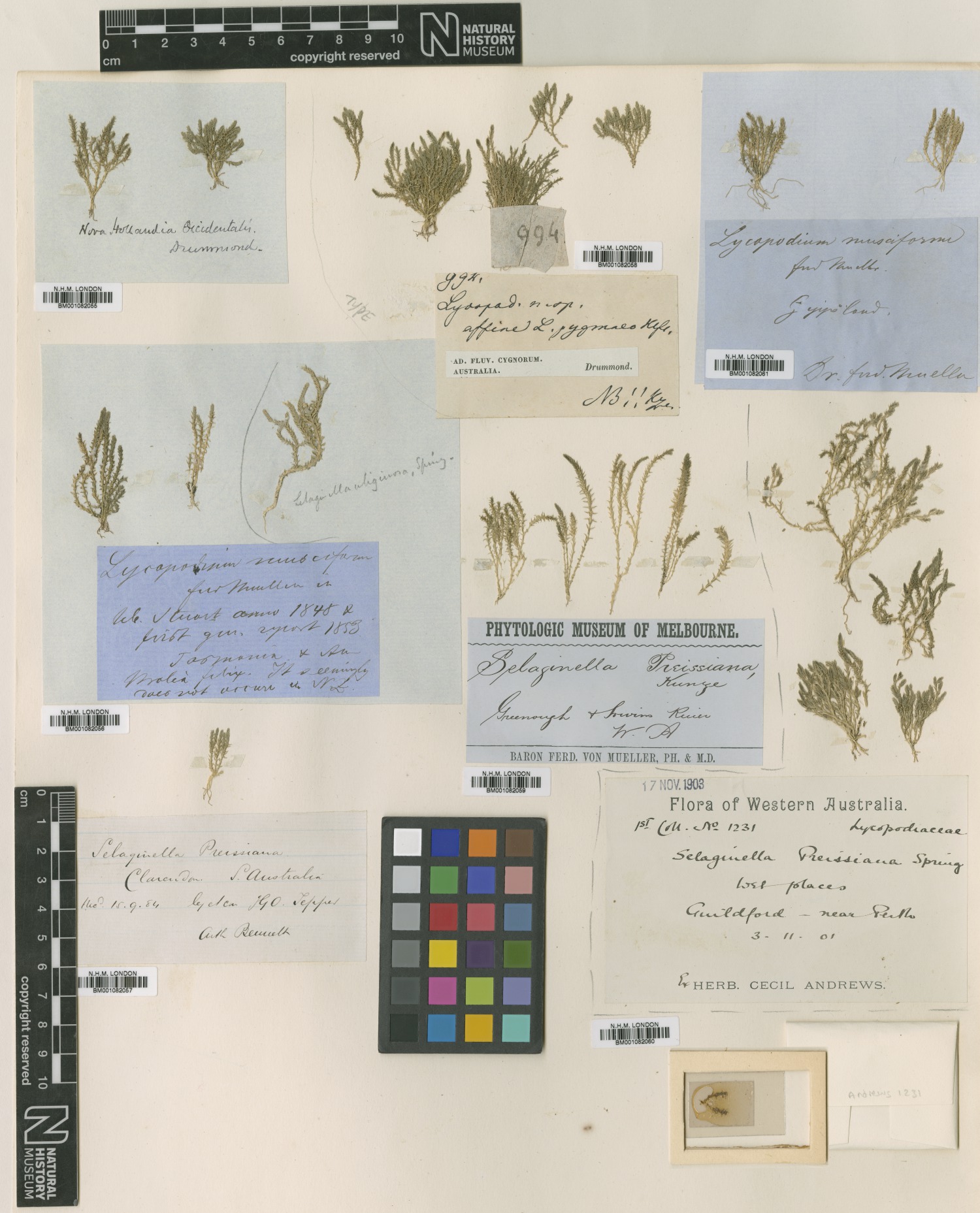 Herbarium specimen image of Selaginella gracillima (Kuntze) Alston