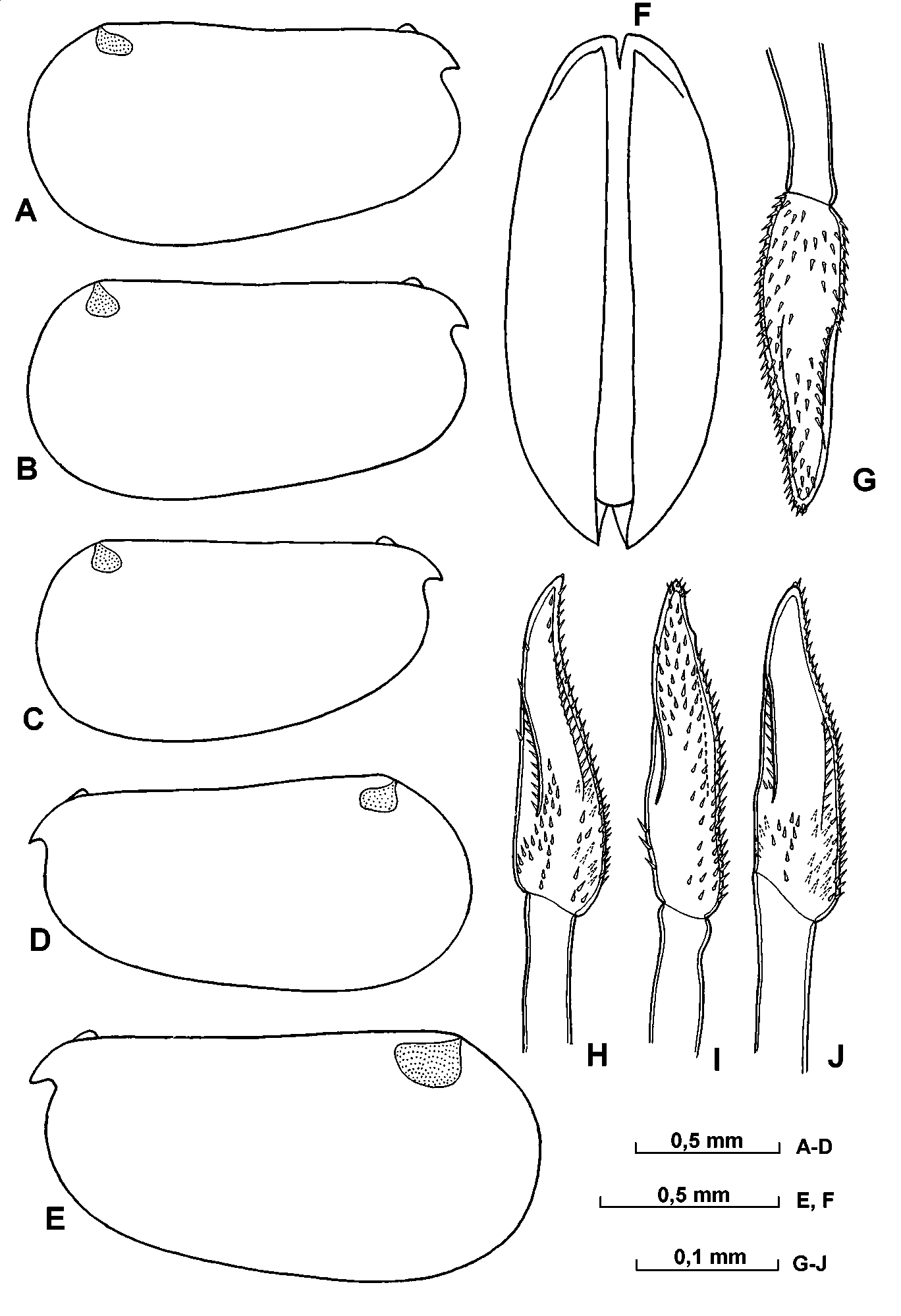 Metaconchoecia Alta Chavtur 03 Species Nov Plazi Treatmentbank