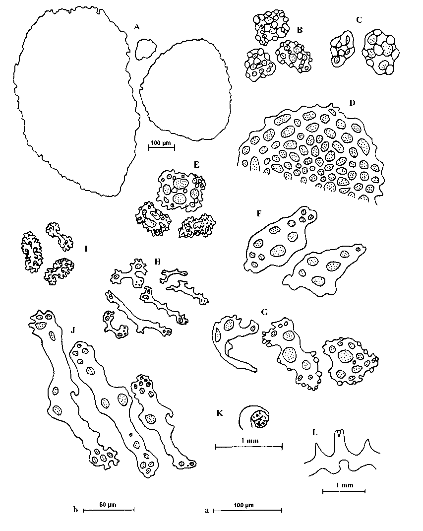 FIGURE 9 in New species and new records of dendrochirotid and ...