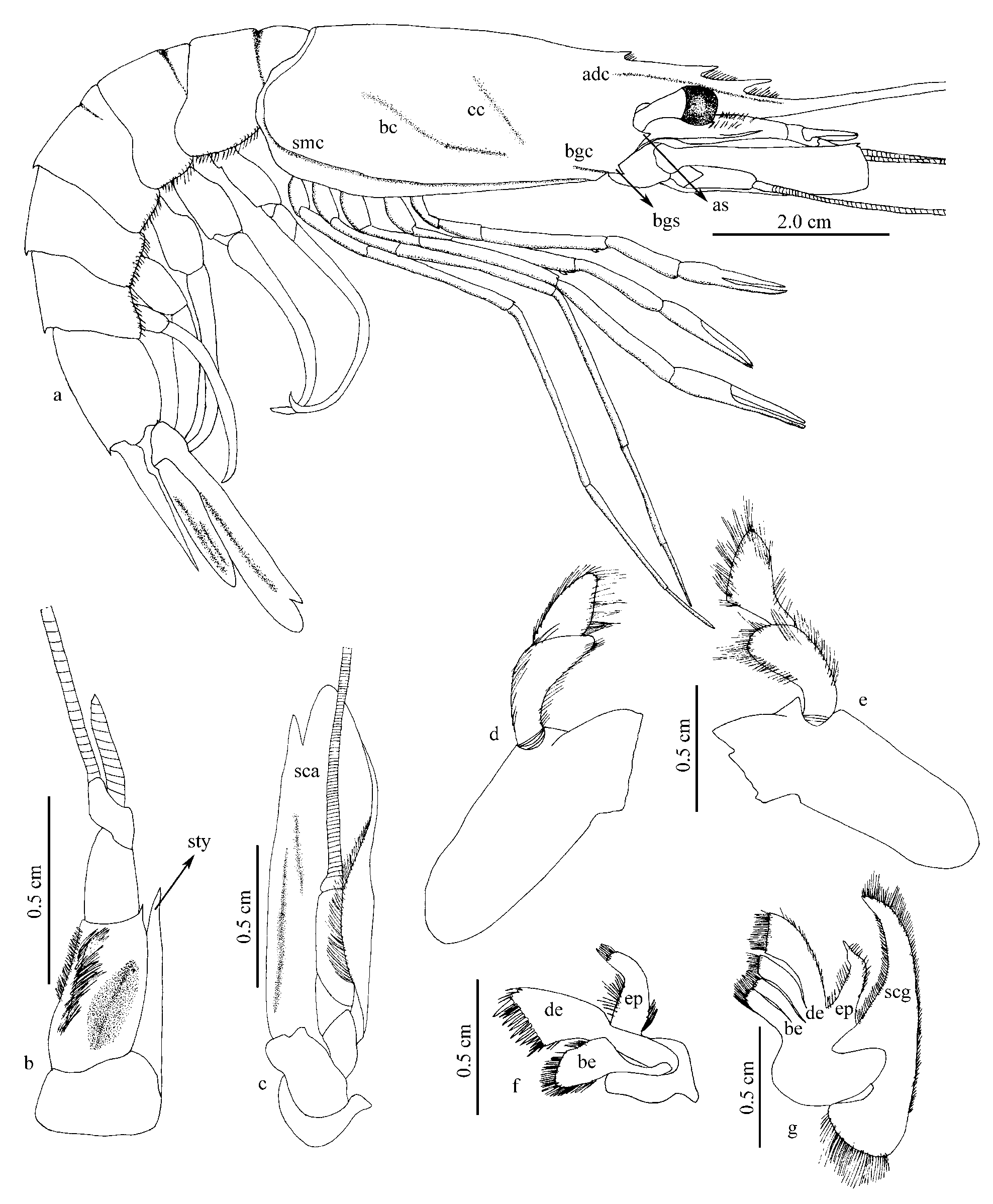 FIGURE 11. Aristeus antillensis A in Taxonomy of Aristeidae ...