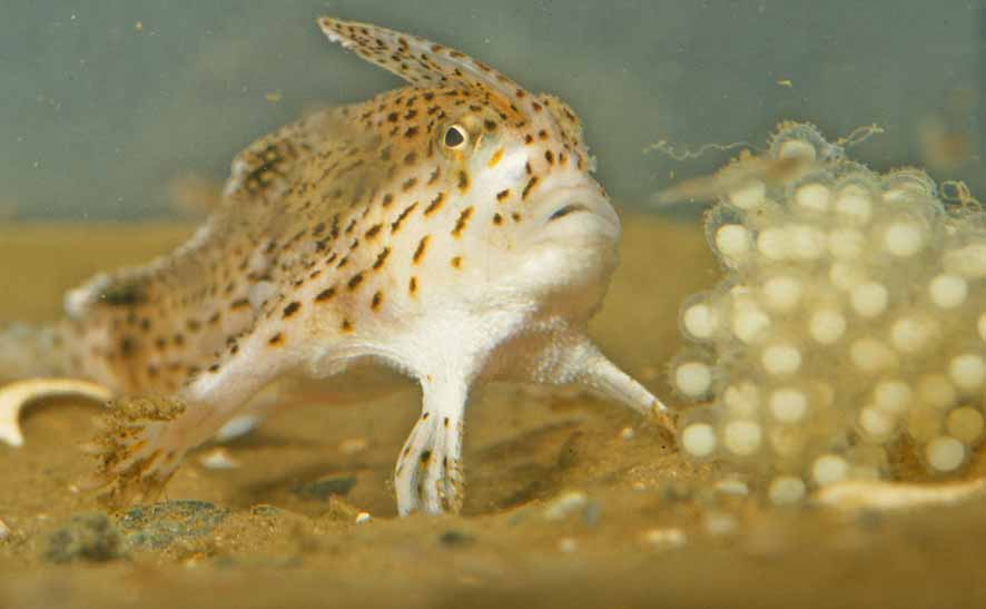 FIGURE 6 in A new handfish, Brachionichthys australis sp. nov ...