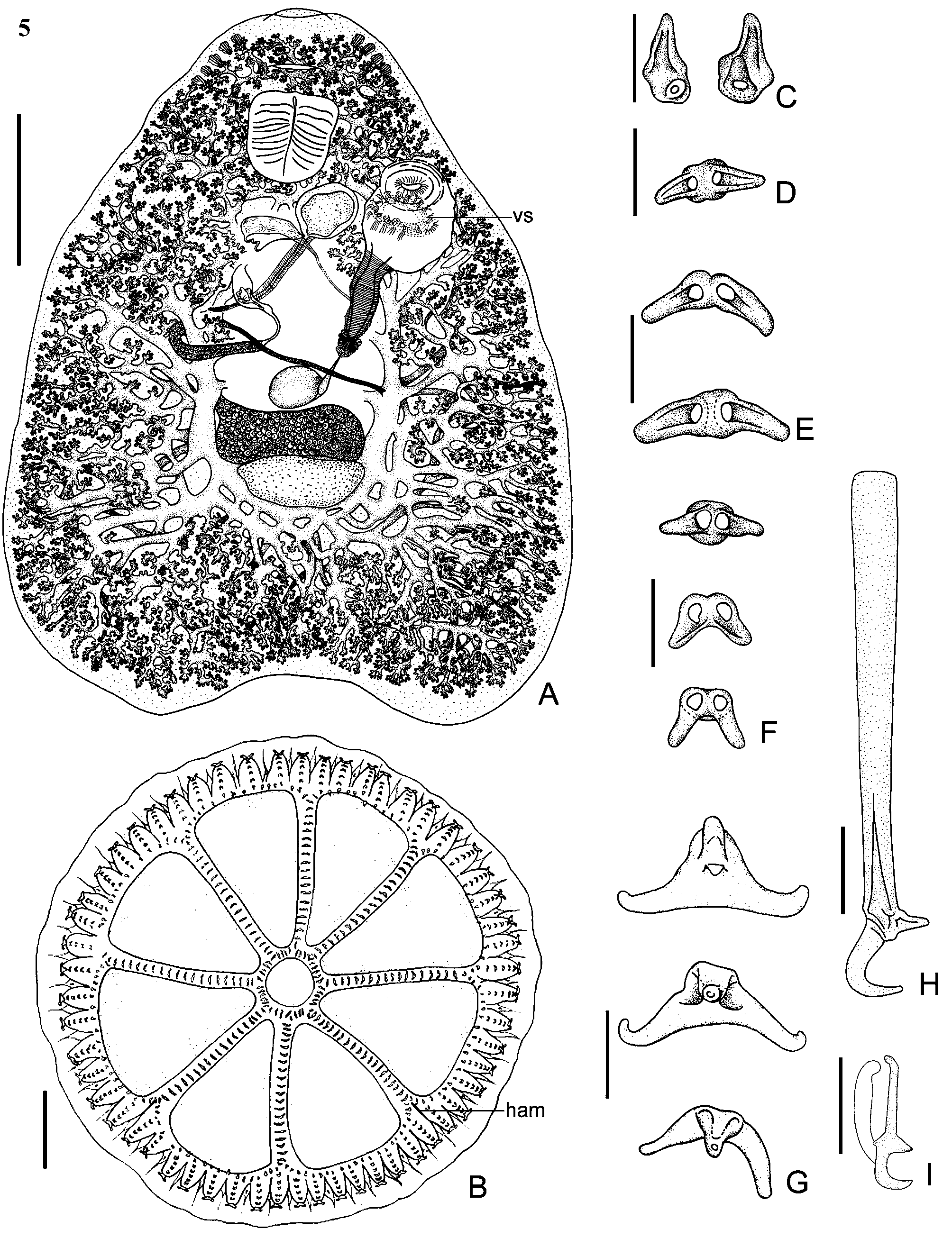 Dendromonocotyle ukuthena Vaughan, Chisholm & Christison, 2008, n. sp ...