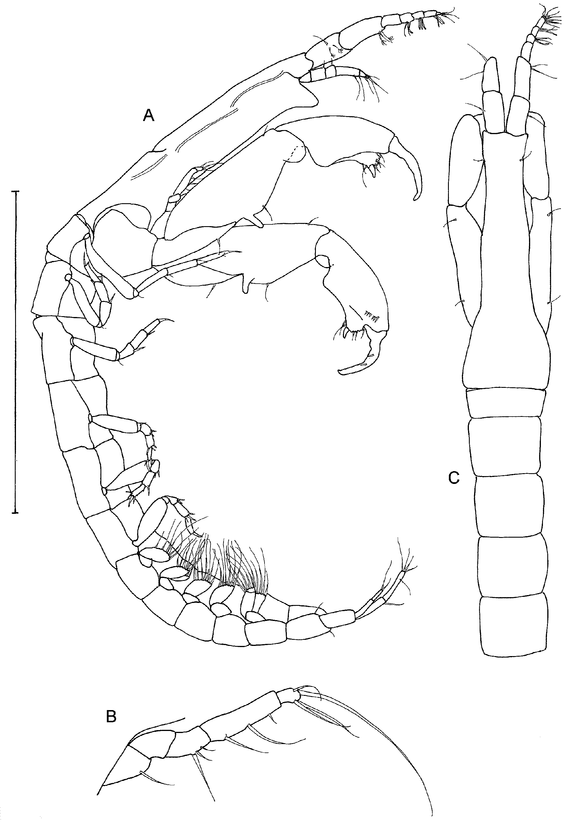 FIGURE 9 in Tanaidaceans (Crustacea: Malacostraca: Peracarida) from ...