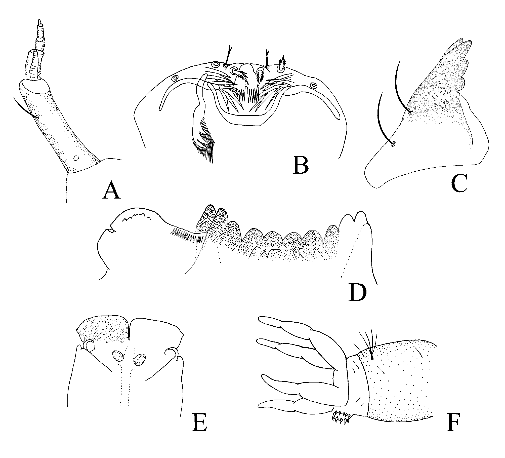 Stenochironomus roquei n. sp., pupa. A, frontal apotome, B