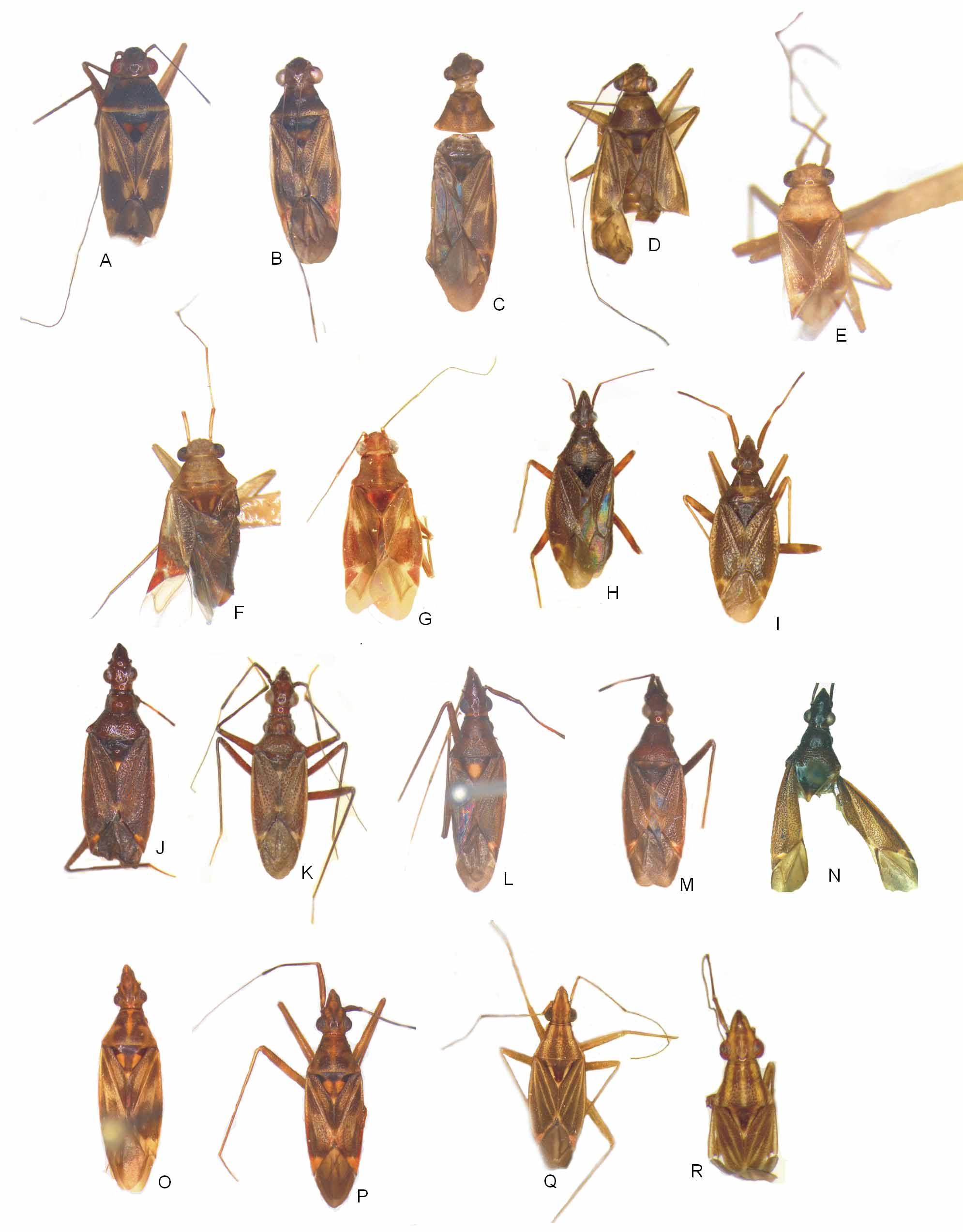 FIGURE 2 in Revision of the Rhinocylapus - group (Hemiptera ...