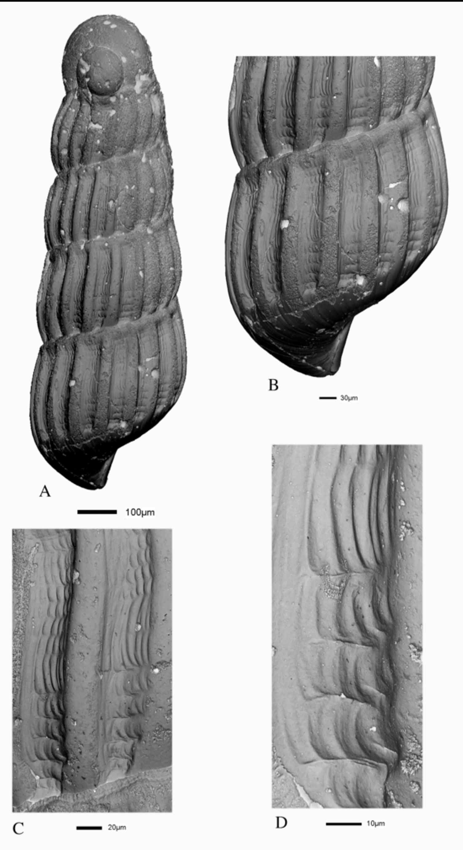 Turbonilla Anselmopenasi Lygre Schander 10 New Species Plazi Treatmentbank