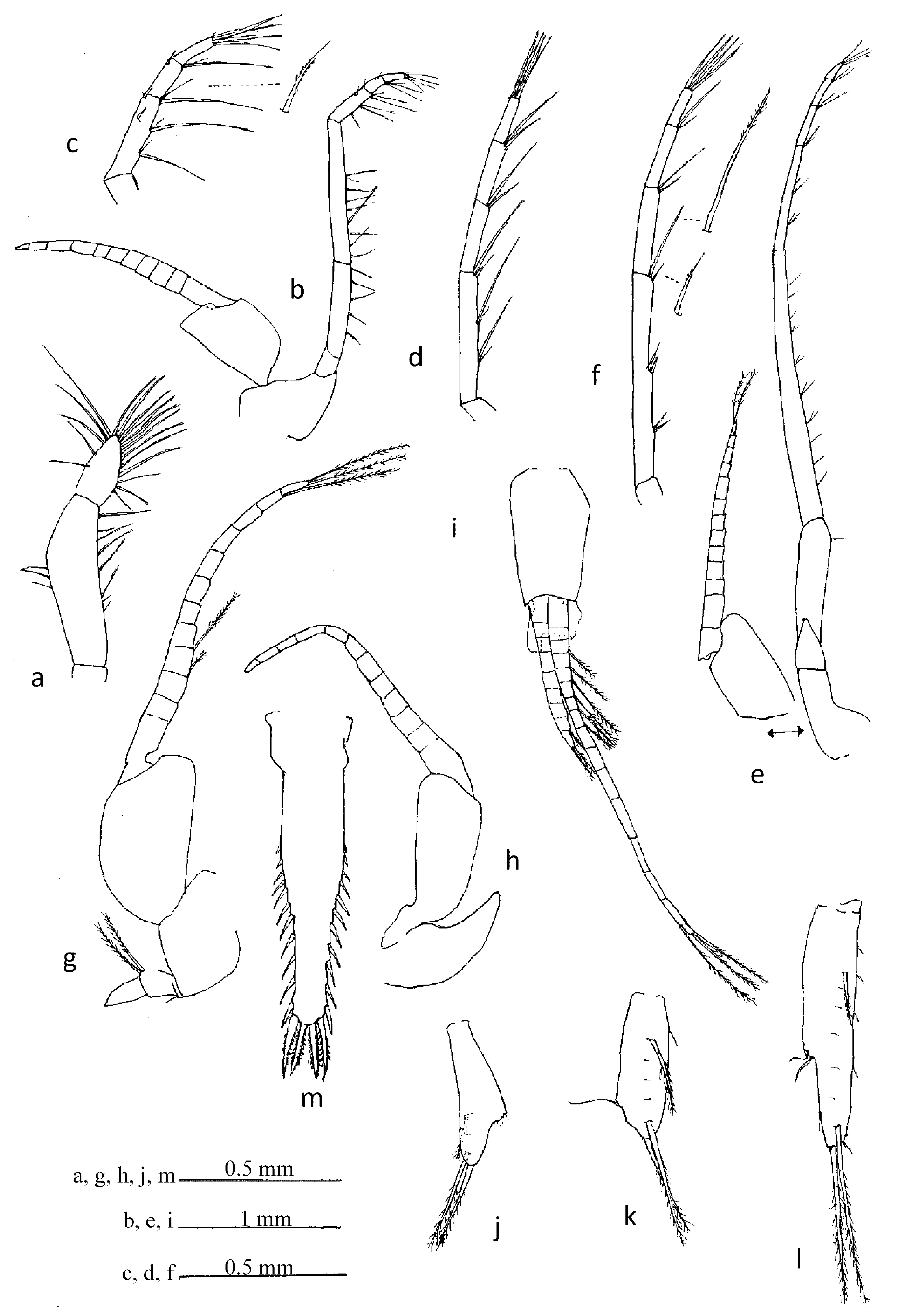 Rhopalophthalmus Longipes Hanamura Murano Man 11 Sp Nov Plazi Treatmentbank