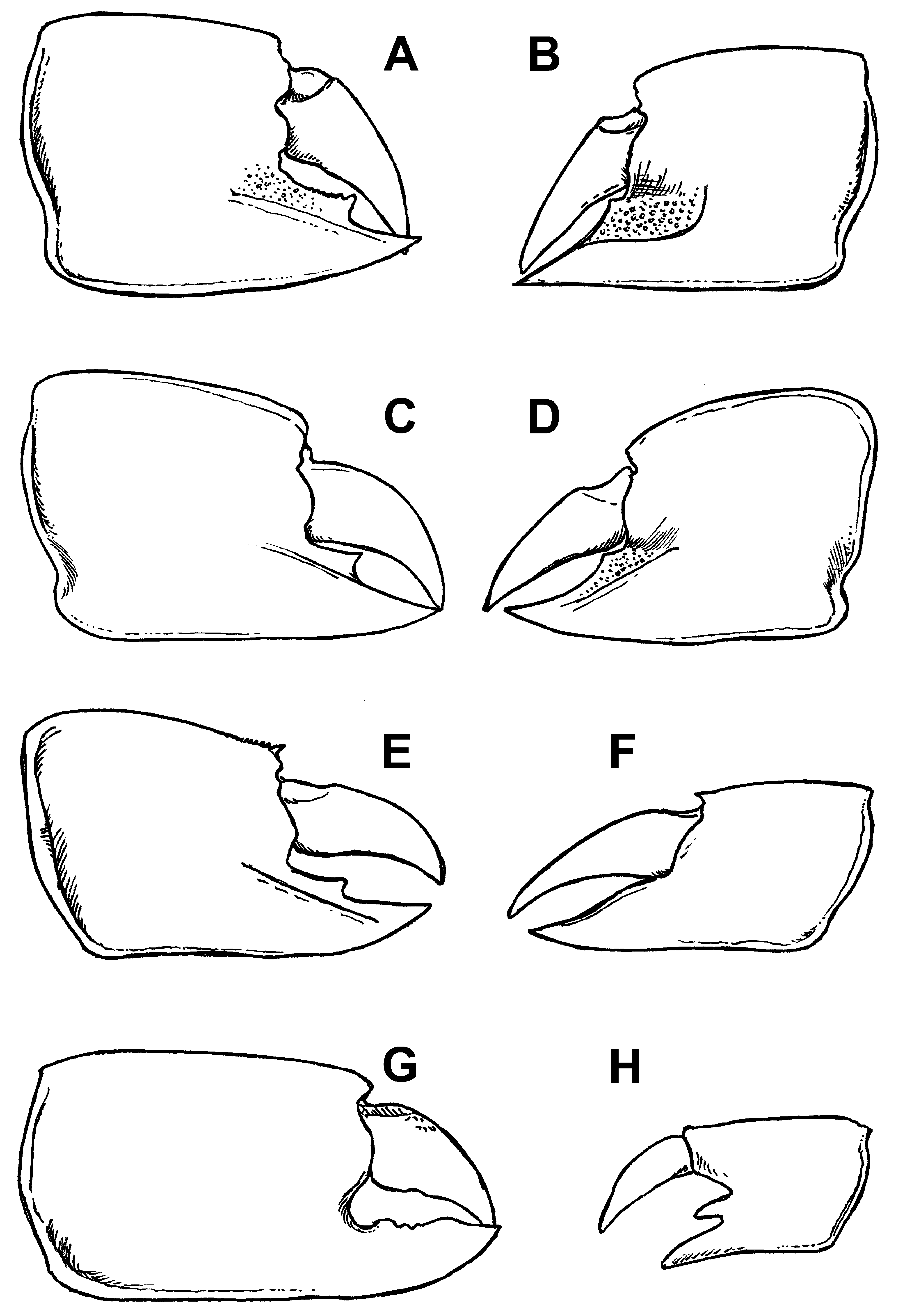 FIGURE 2 in Calliaxina chalmasii (Brocchi, 1883) comb. nov. (Decapoda ...