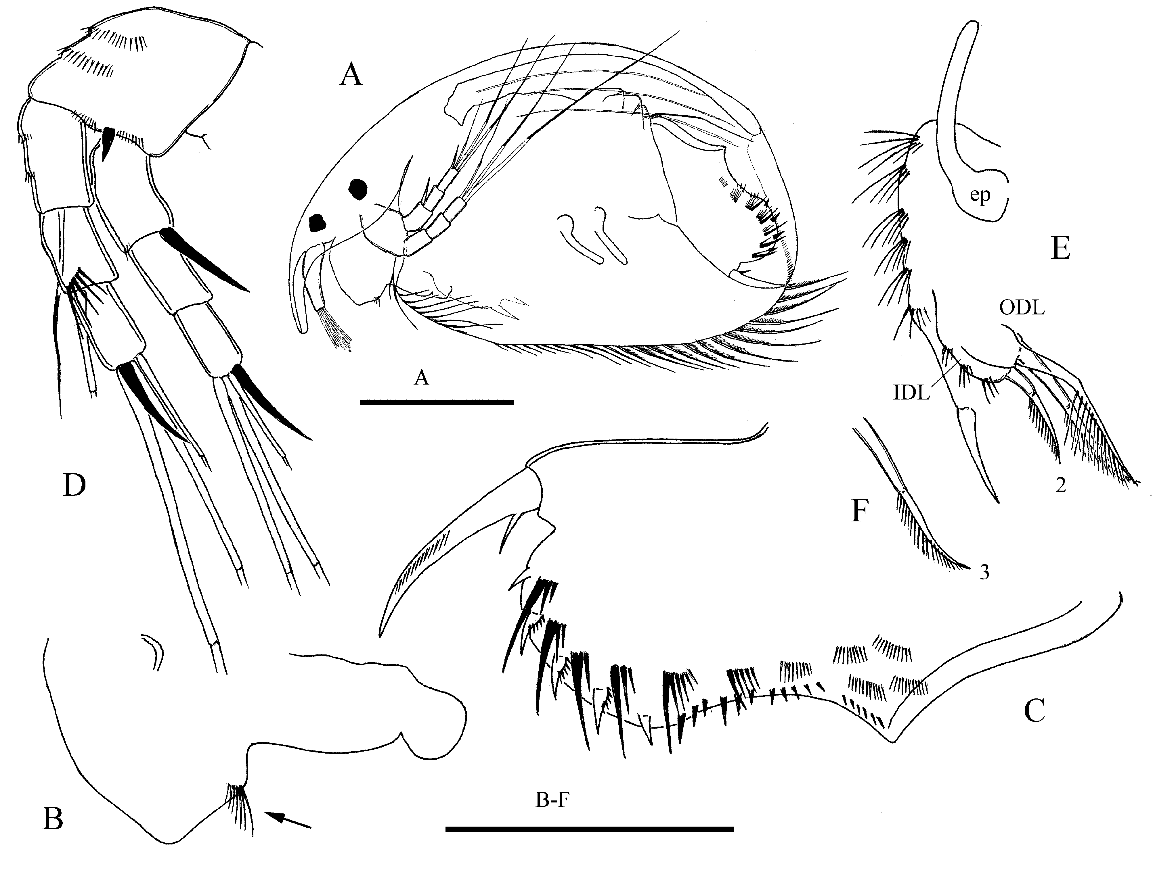 Figure 7 In New And Rare Aloninae Cladocera Anomopoda Chydoridae From Indochina Zenodo 5606