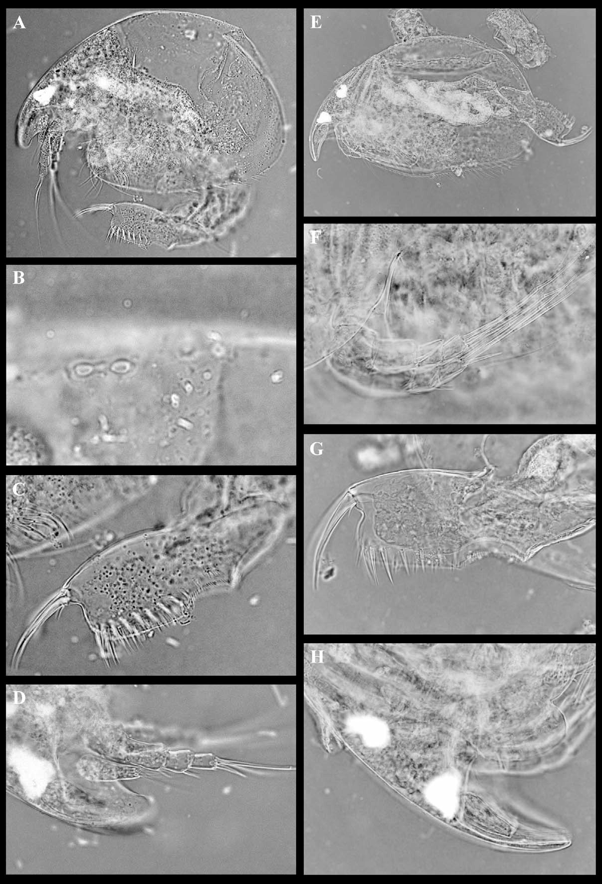 Figure 13 In New And Rare Aloninae Cladocera Anomopoda Chydoridae From Indochina Zenodo 4158