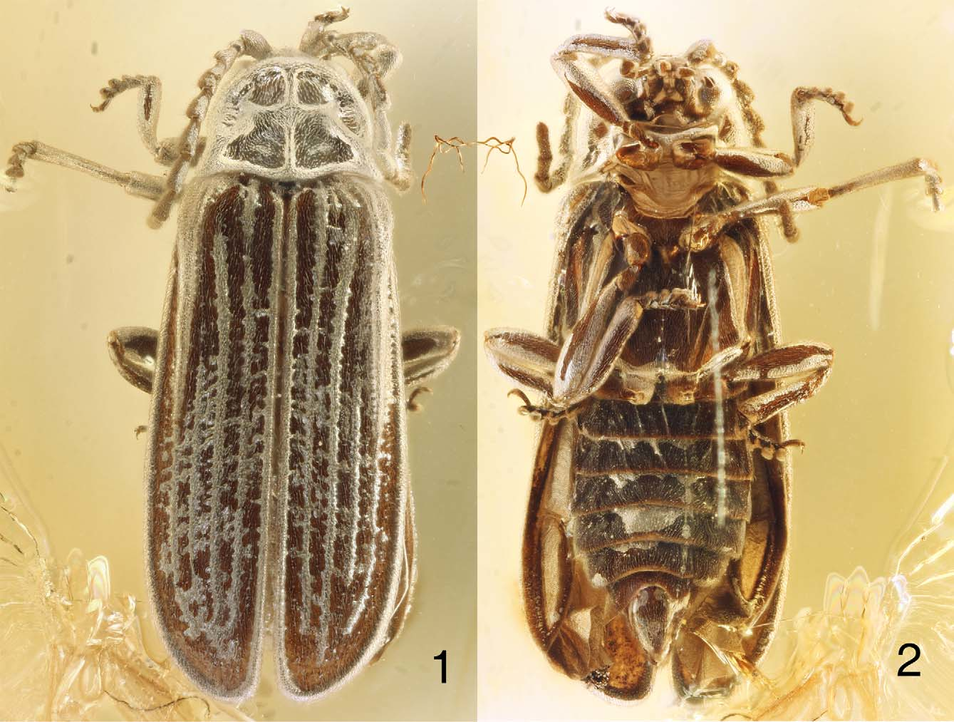 Afbeeldingsresultaat voor A new fossil genus of net-winged beetles, with a brief review of amber Lycidae