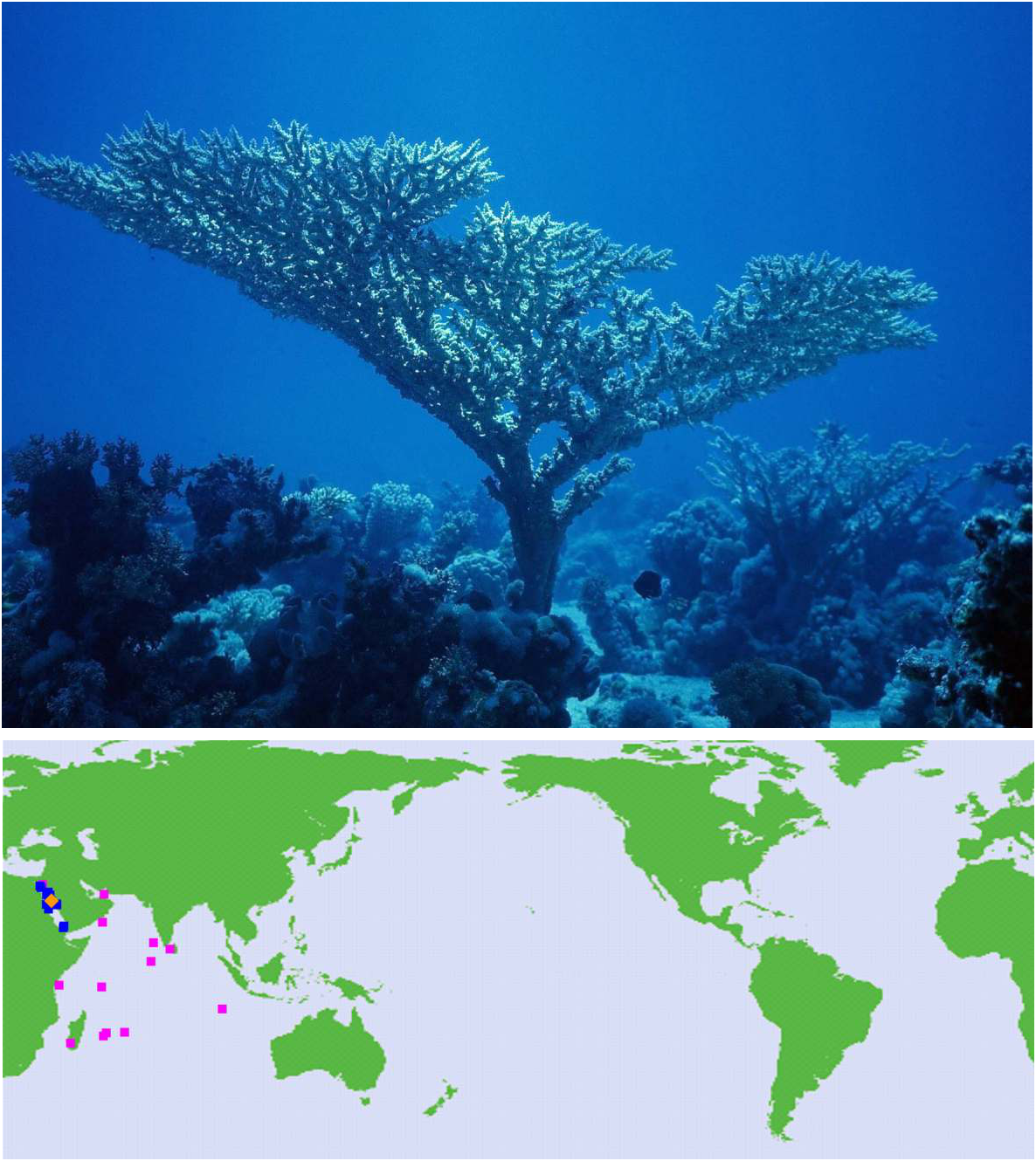 Acropora Oken 1815 - Plazi TreatmentBank