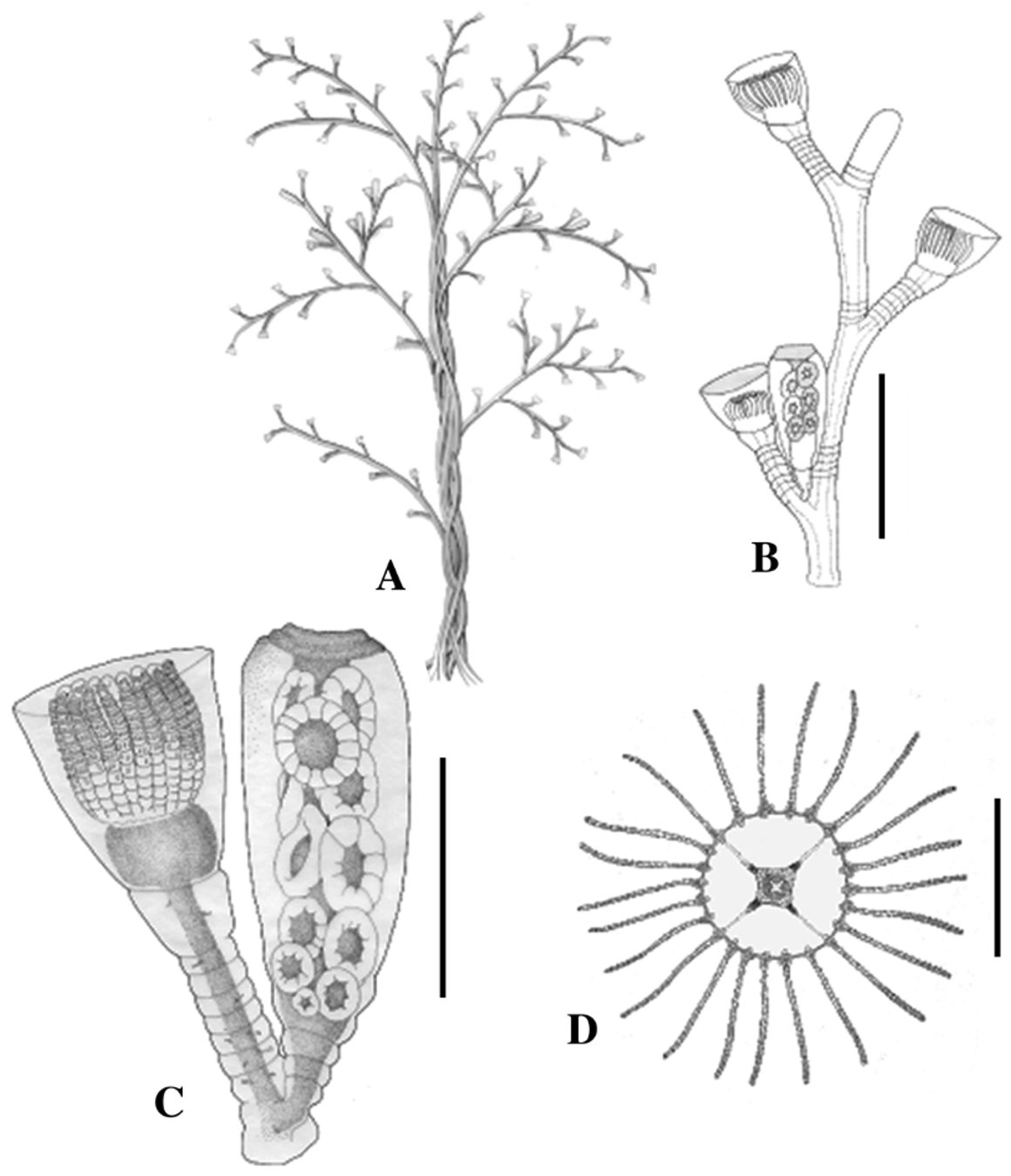obelia hydroid labeled