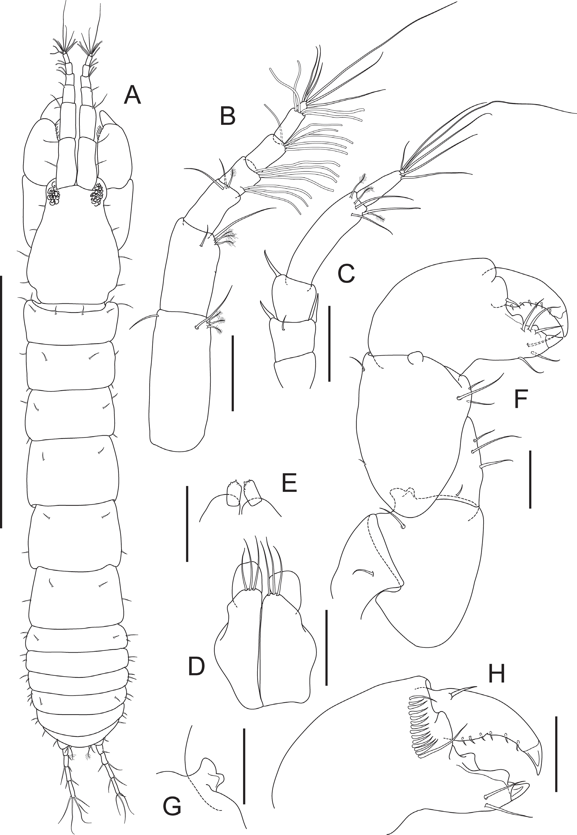 FIGURE 14 in Tanaidacea (Crustacea: Peracarida) from the Southern ...