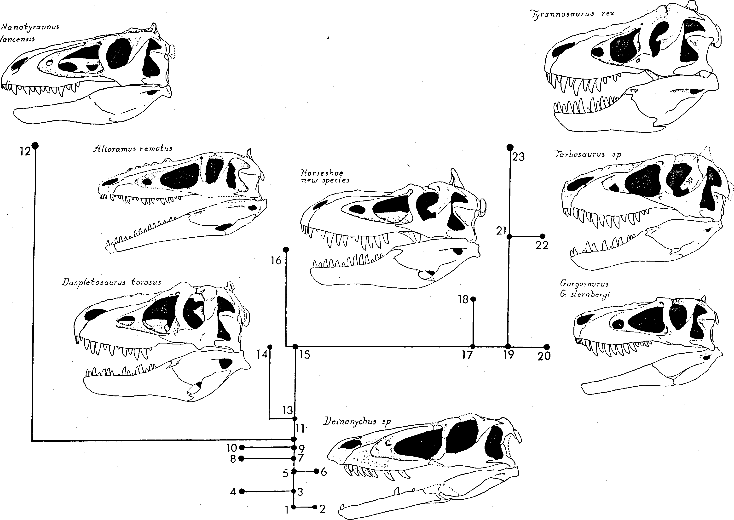 Nanotyrannus Bakker, Williams & Currie, 1988, genus novum - Plazi ...