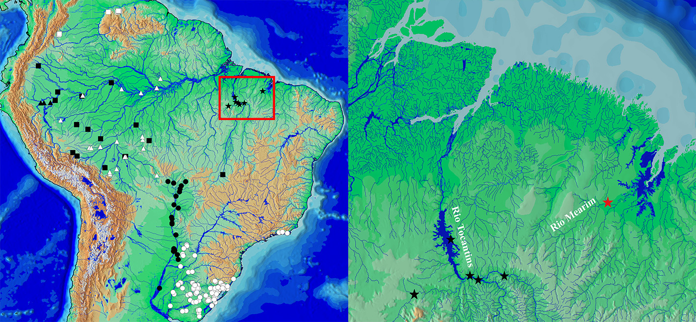 Pseudobunocephalus timbira Leão & Carvalho & Reis & Wosiacki 2019