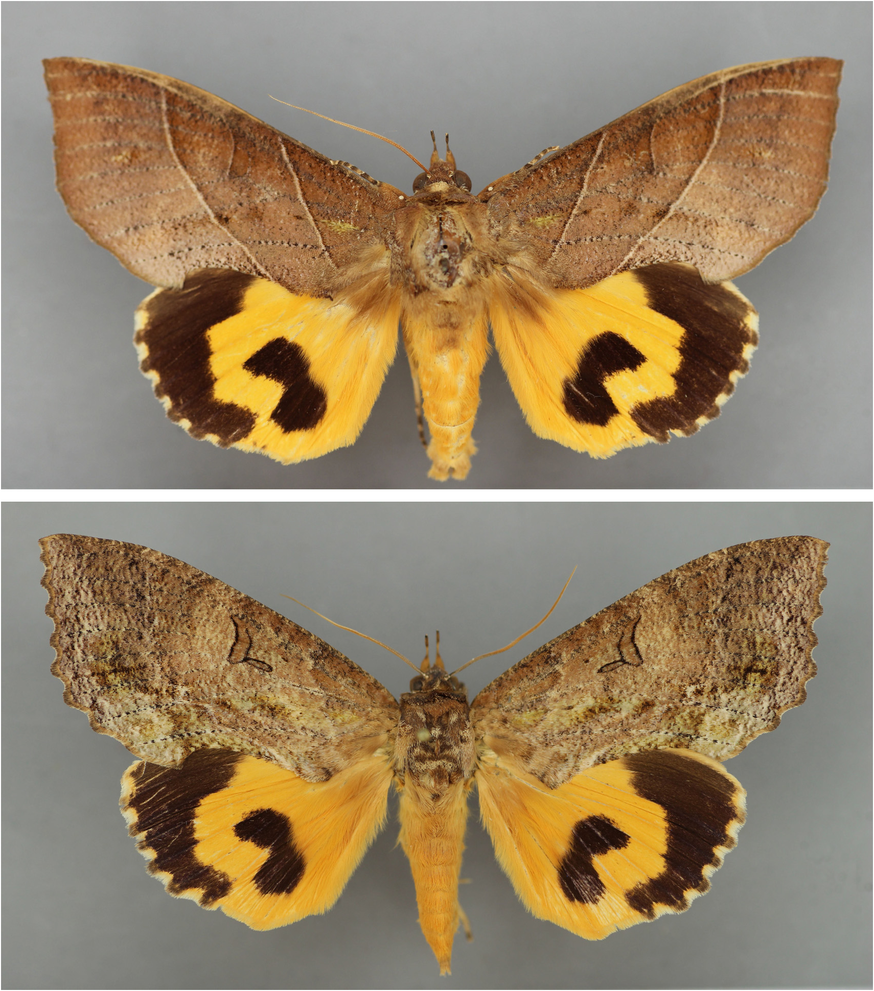 imperial fruit sucking moth