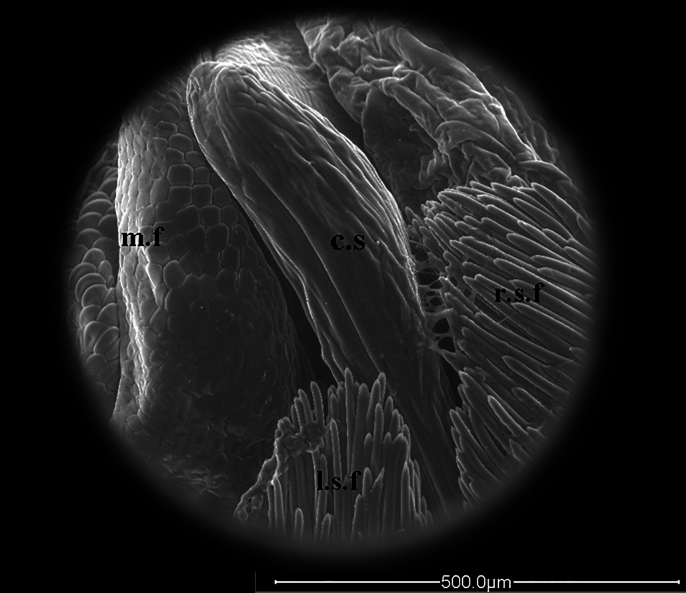Mecodema ngaitahuhu Seldon & Buckley 2019, sp. n. - Plazi TreatmentBank