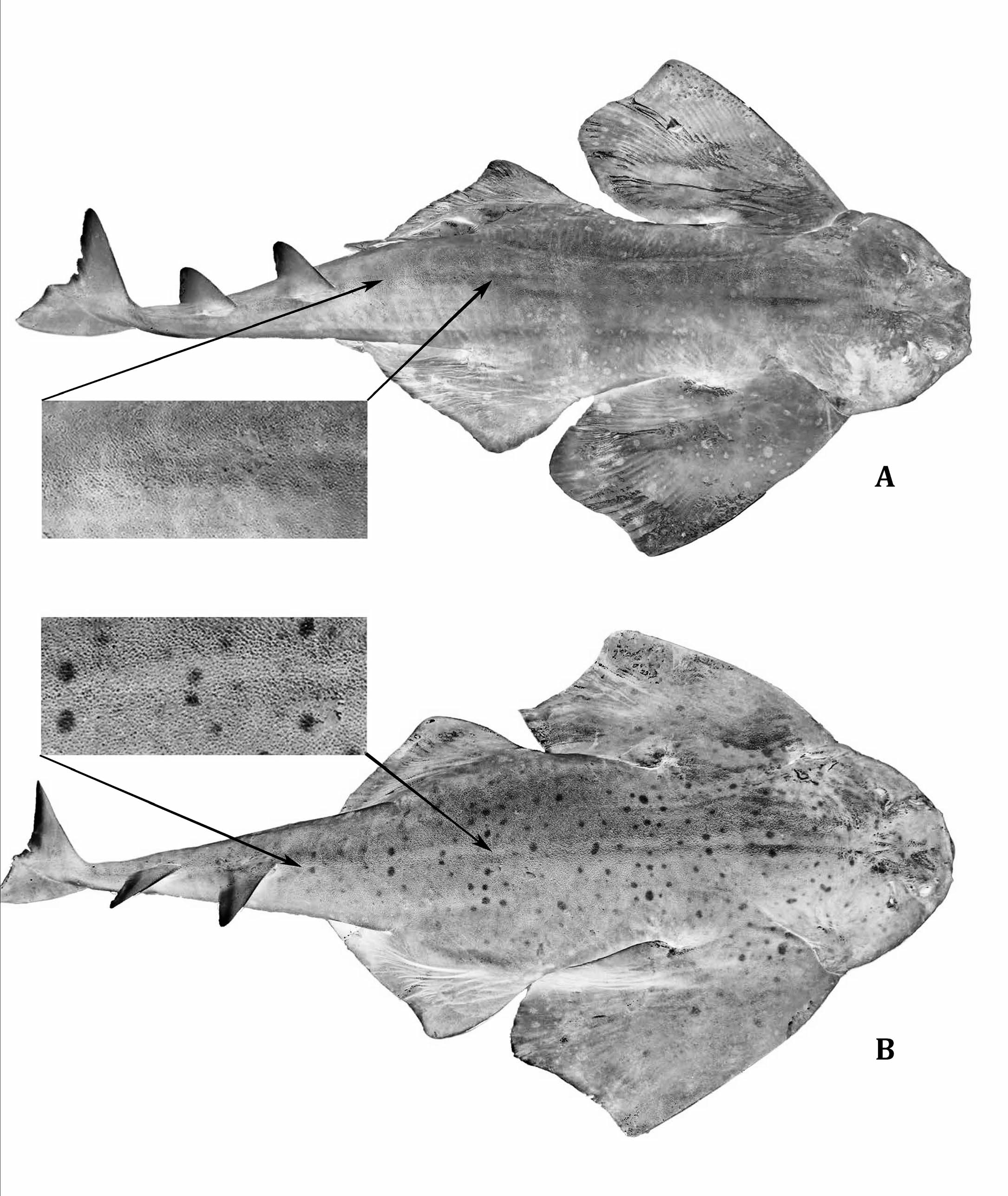 smoothback angelshark