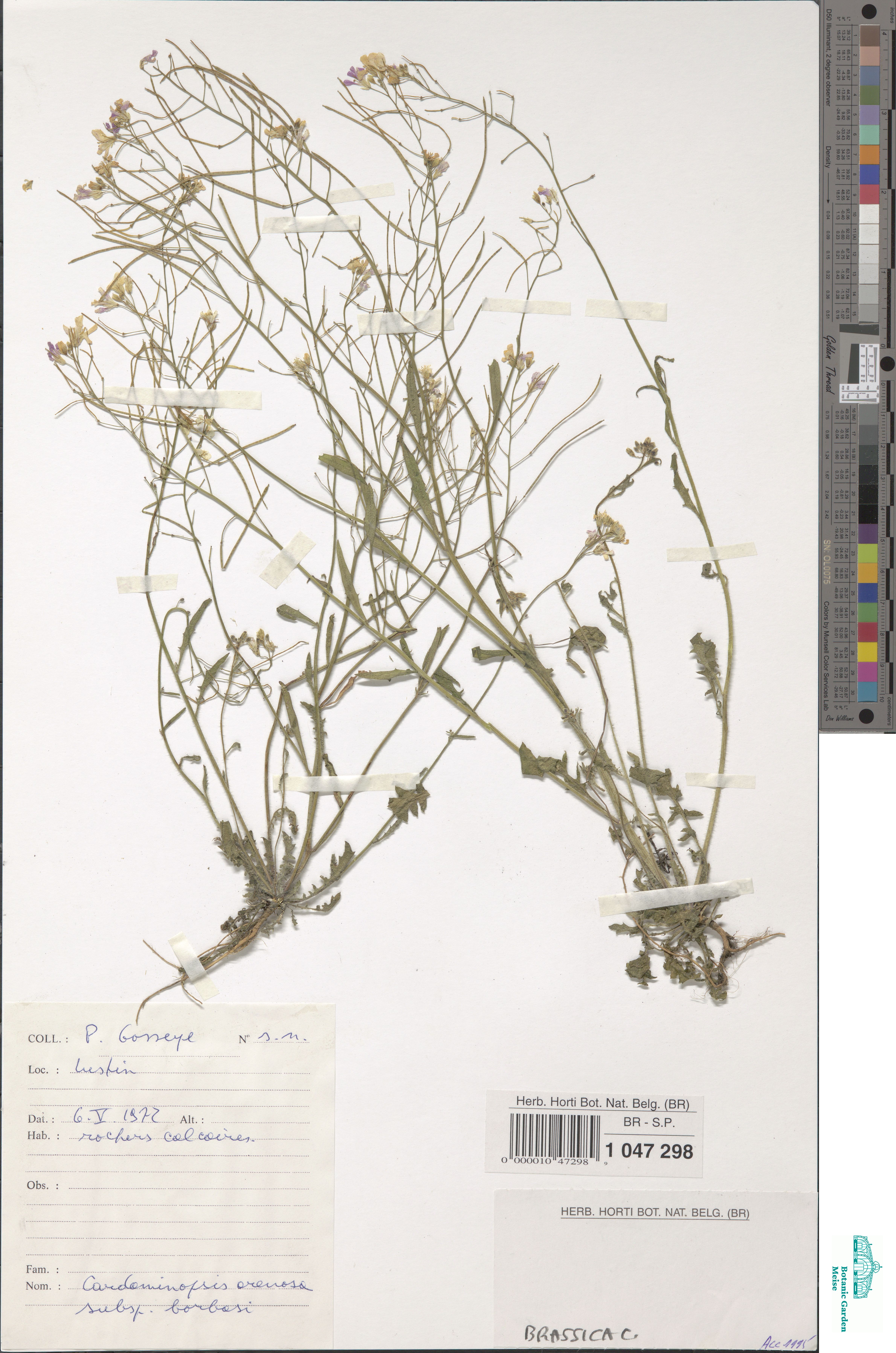 Cardaminopsis arenosa (L.) Hayek (BR0000010472989) | Zenodo