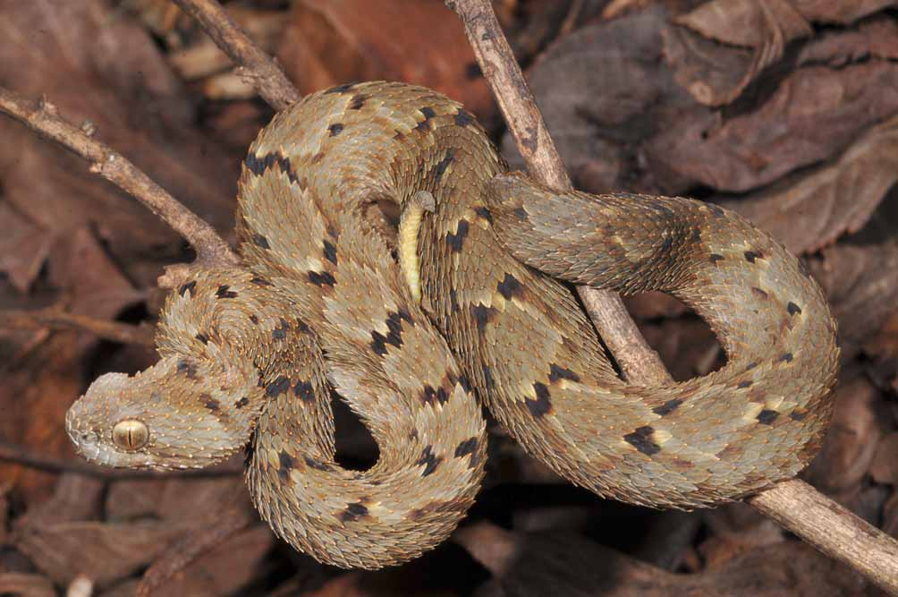 Atheris mabuensis n. sp. (PEM R17910): Top-small juvenile