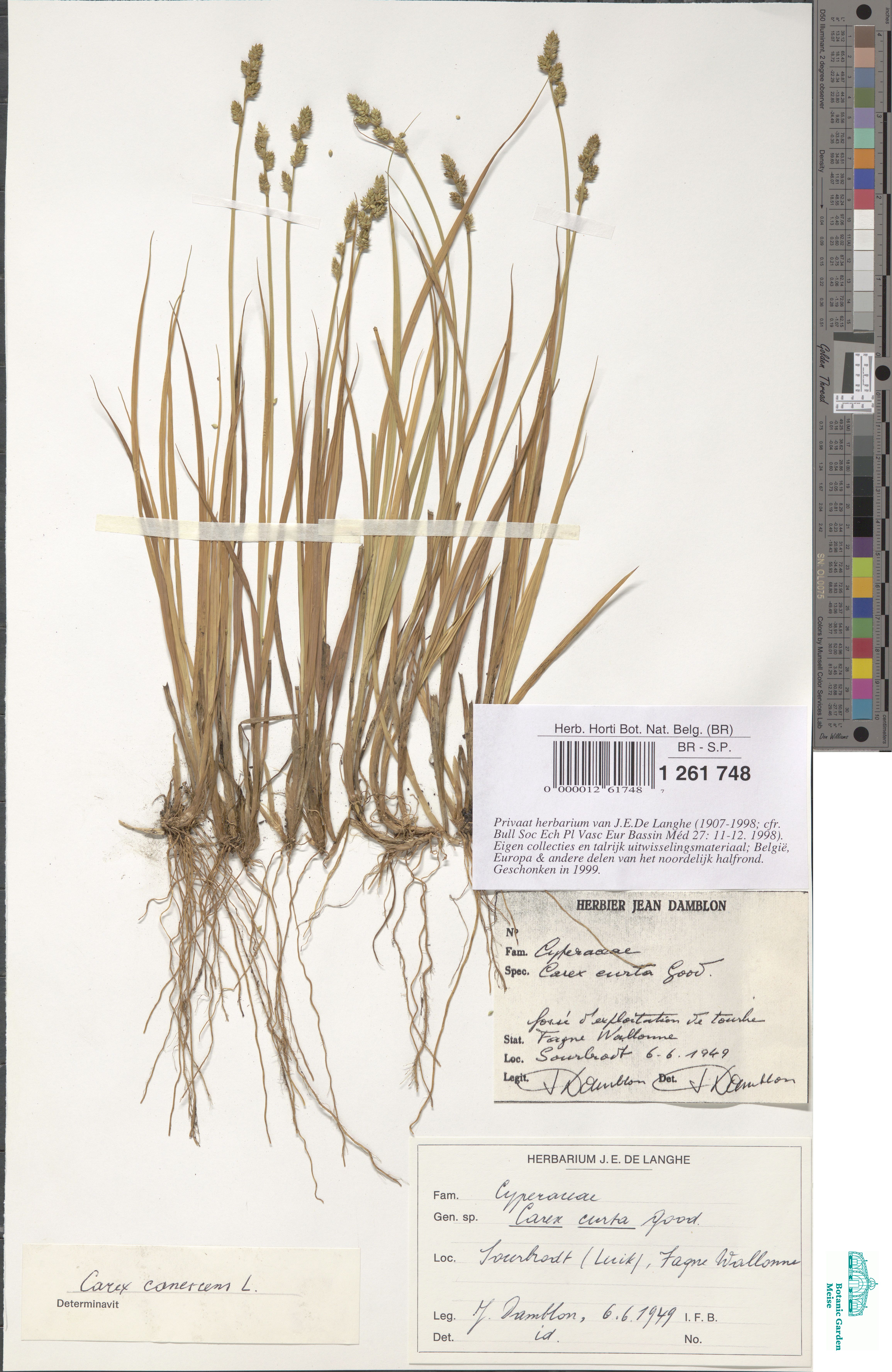 Carex canescens L. (BR0000012617487) | Zenodo