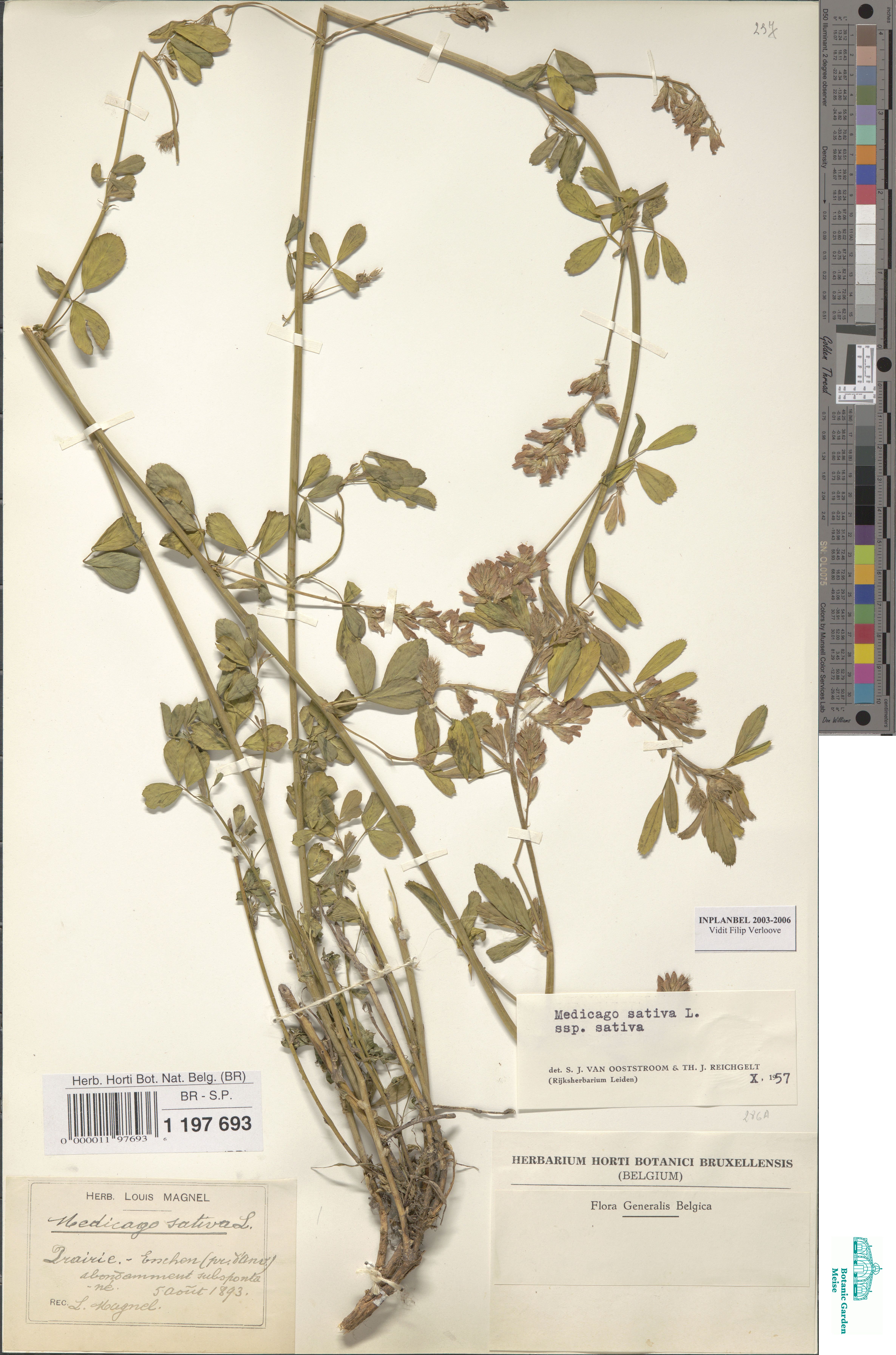 Medicago sativa L. (BR0000011976936) | Zenodo