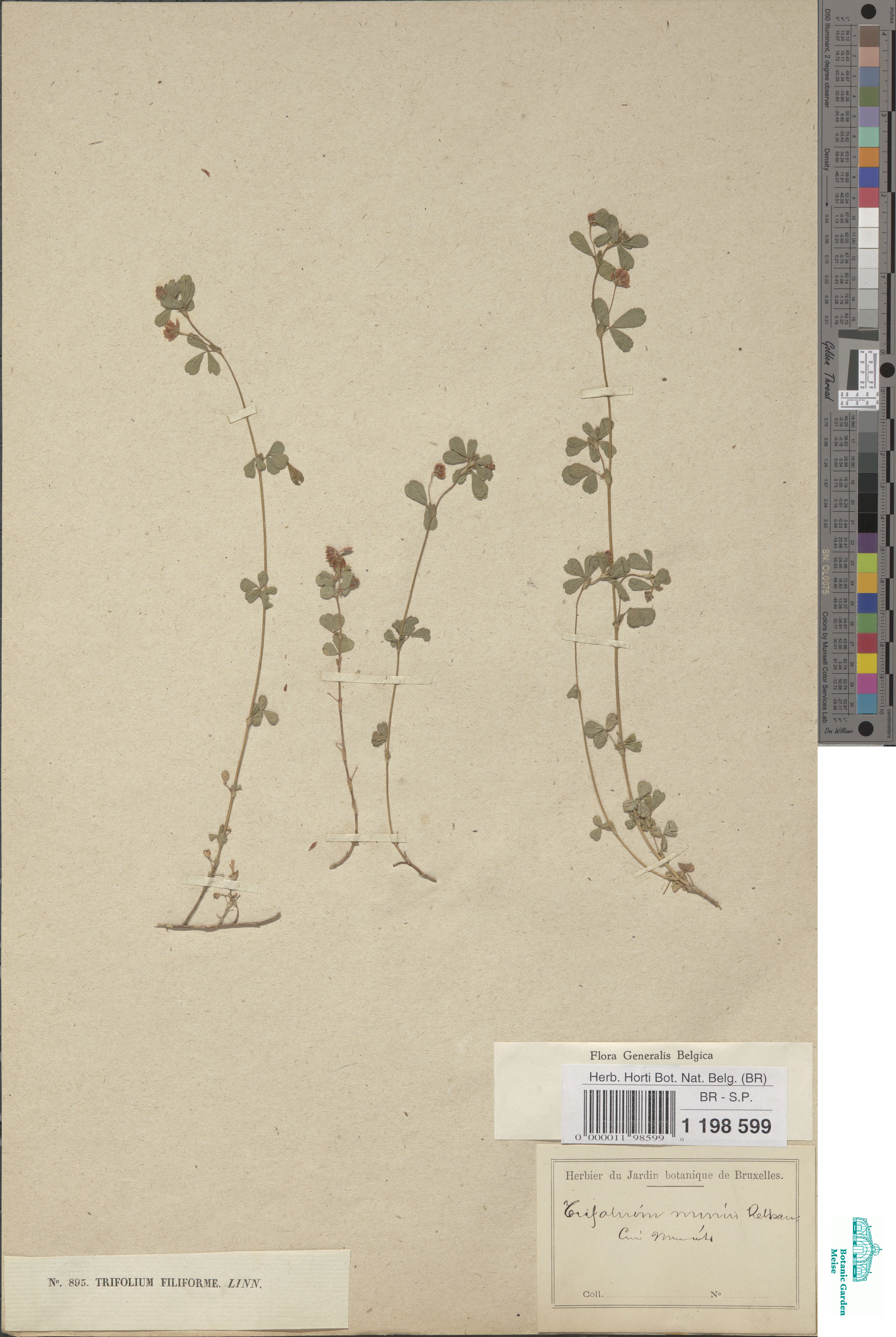 Trifolium dubium Sibth. (BR0000011985990) | Zenodo