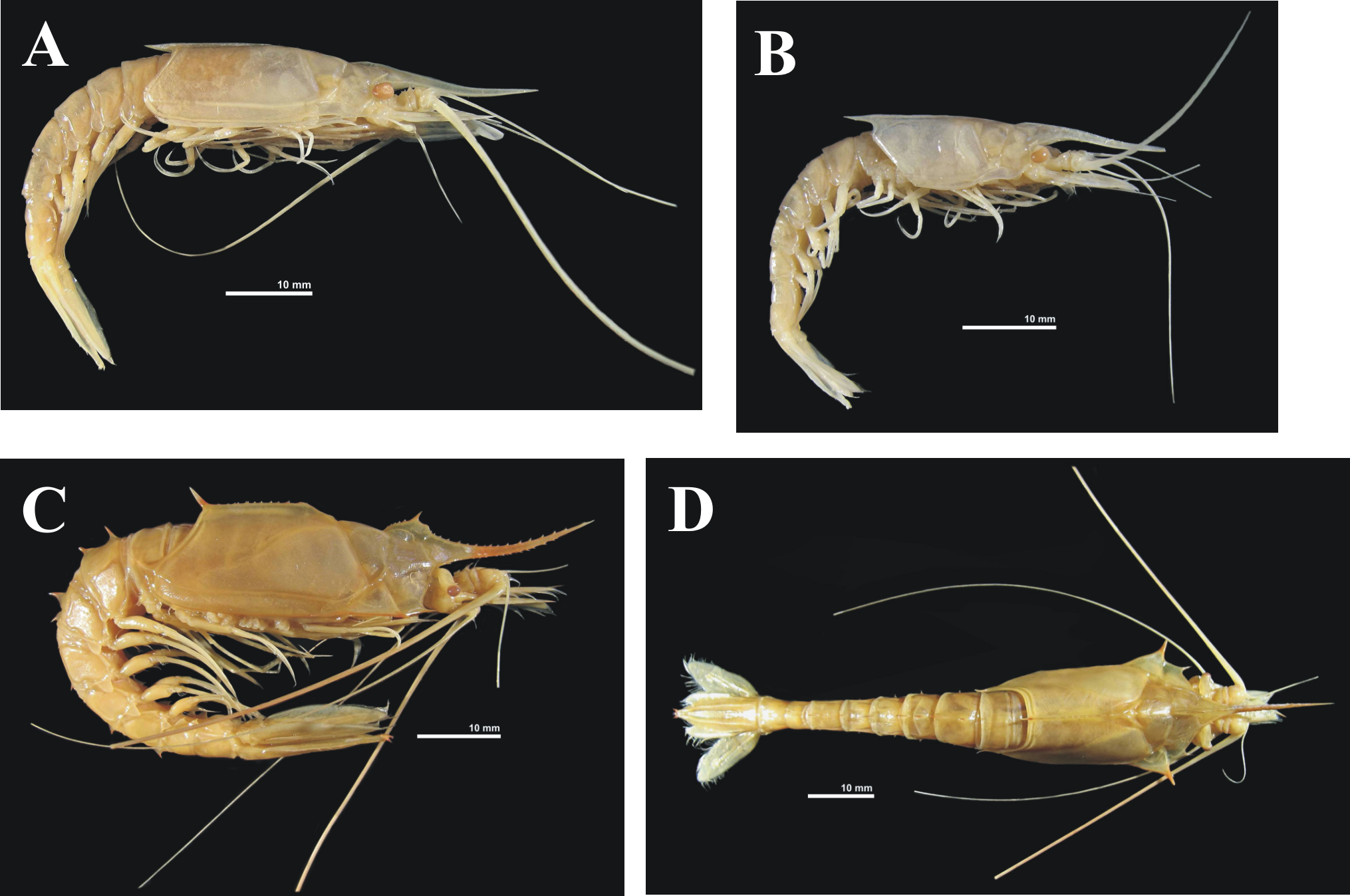 FIGURE 2. A, B in Species of Gnathophausiidae (Crustacea, Lophogastrida ...