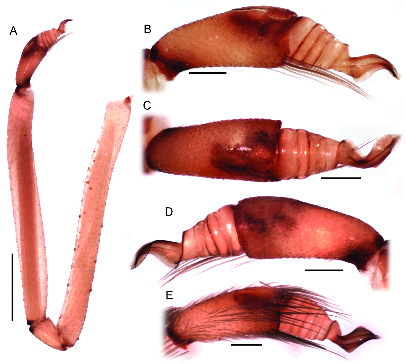 The Crevice Weaver Spider Genus Kukulcania (Araneae: Filistatidae)