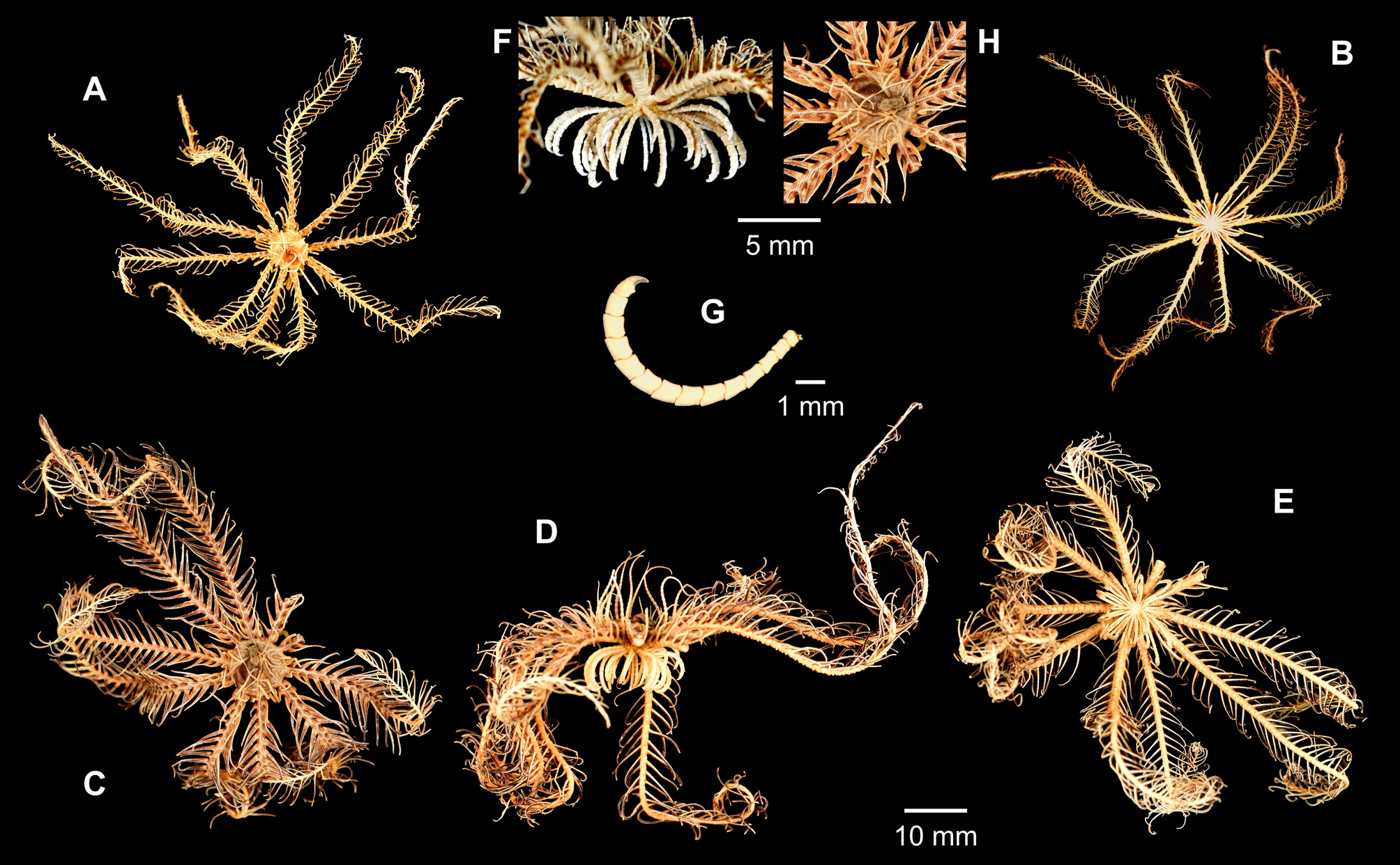 phylum echinodermata antedon