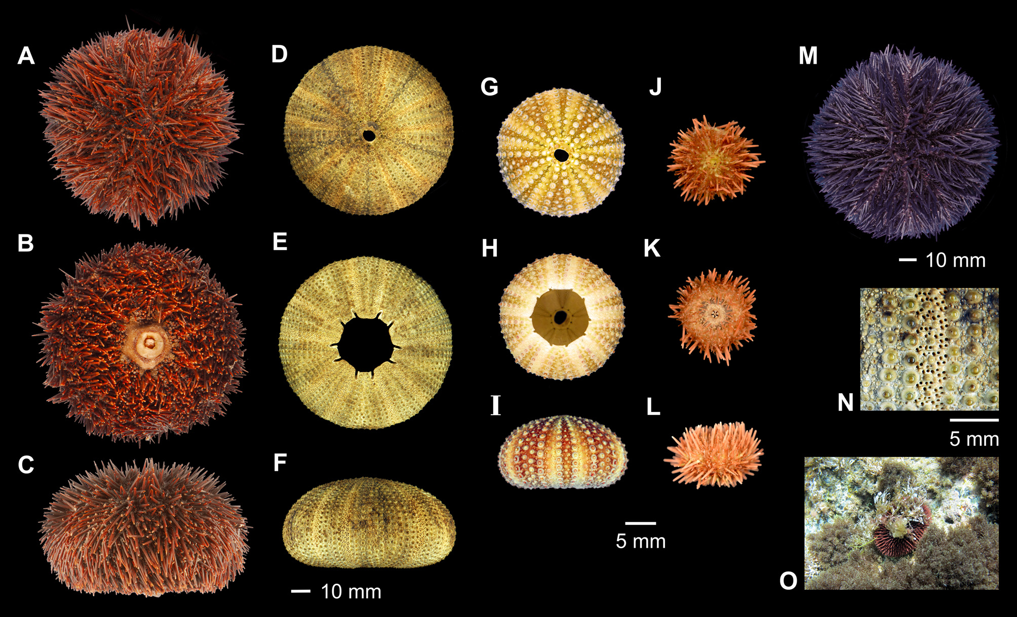 Sphaerechinus Granularis Lamarck 1816