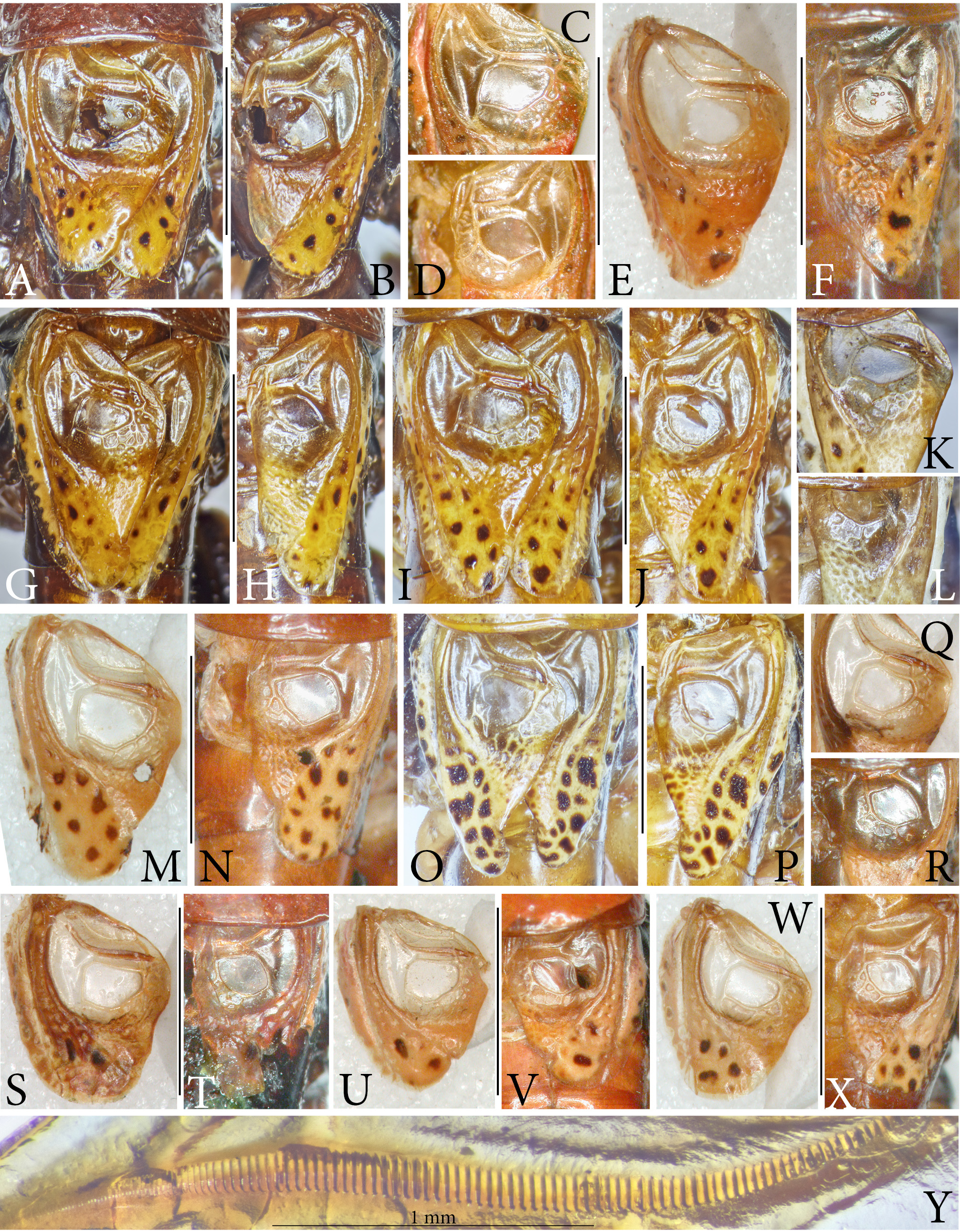 Rhytidaspis Variata Subsp Variata Ingrisch 19 Ssp N Plazi Treatmentbank