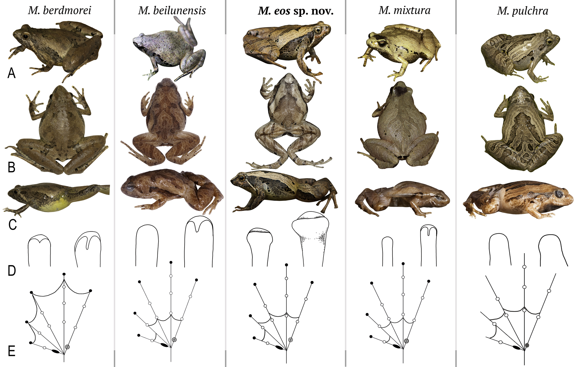 FIGURE 3 in A new Microhyla species (Anura: Microhylidae) from riparian ...