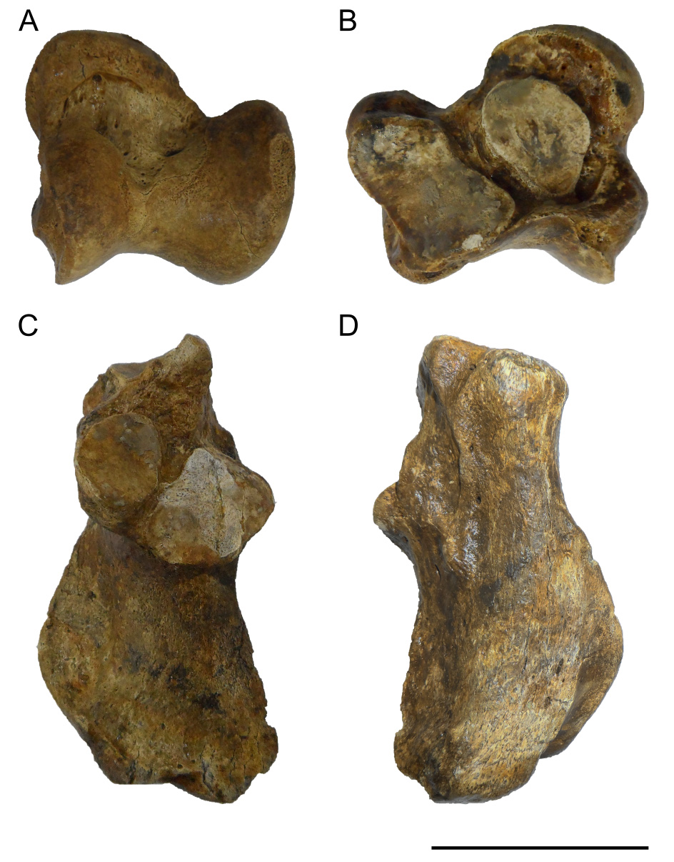 FIGURE 23 in A new and most complete pampathere (Mammalia, Xenarthra ...