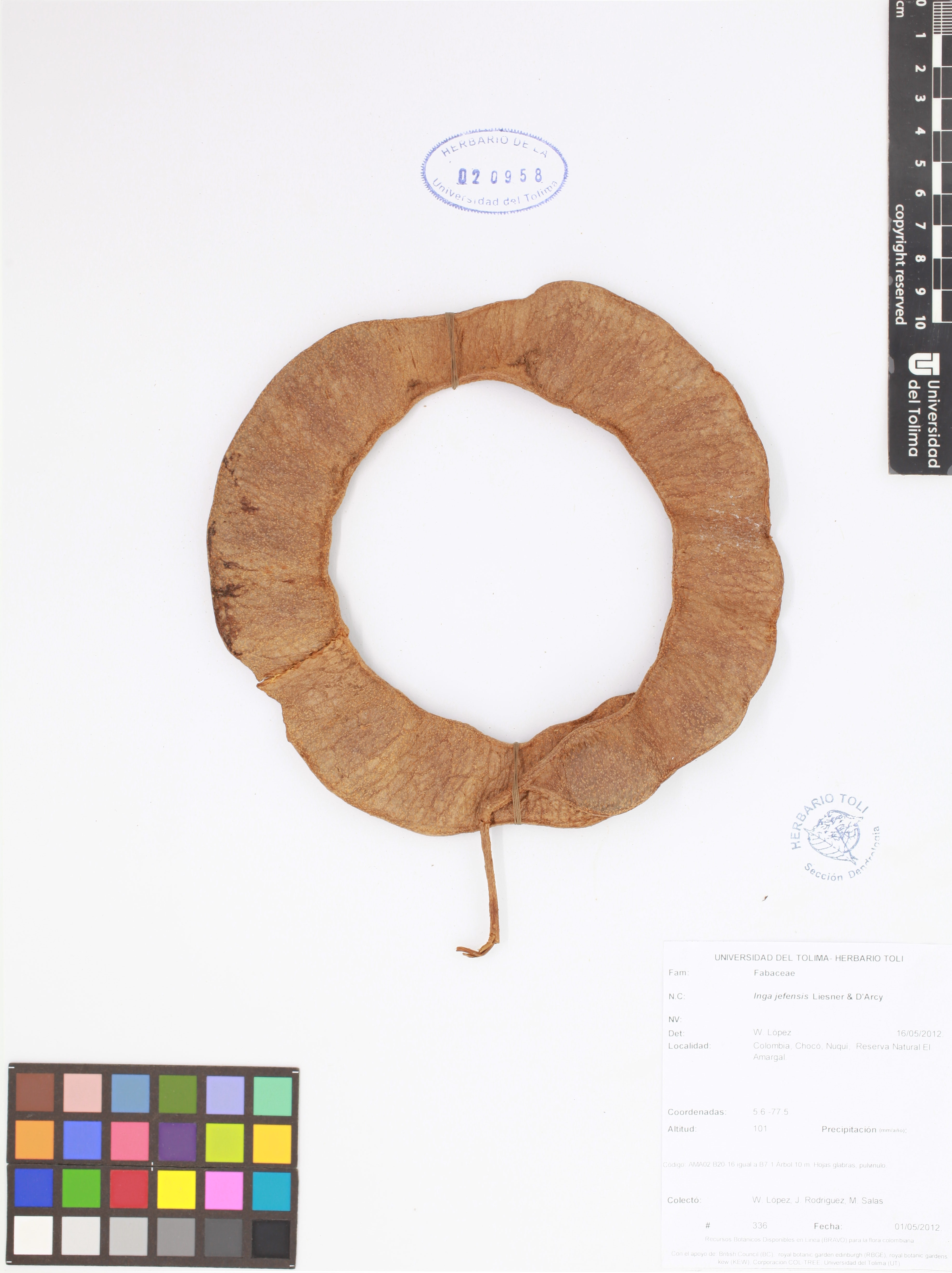 Archive Of Jpg Image Files Of Herbarium Specimens From Columbia Used In The Bravo Project Zenodo