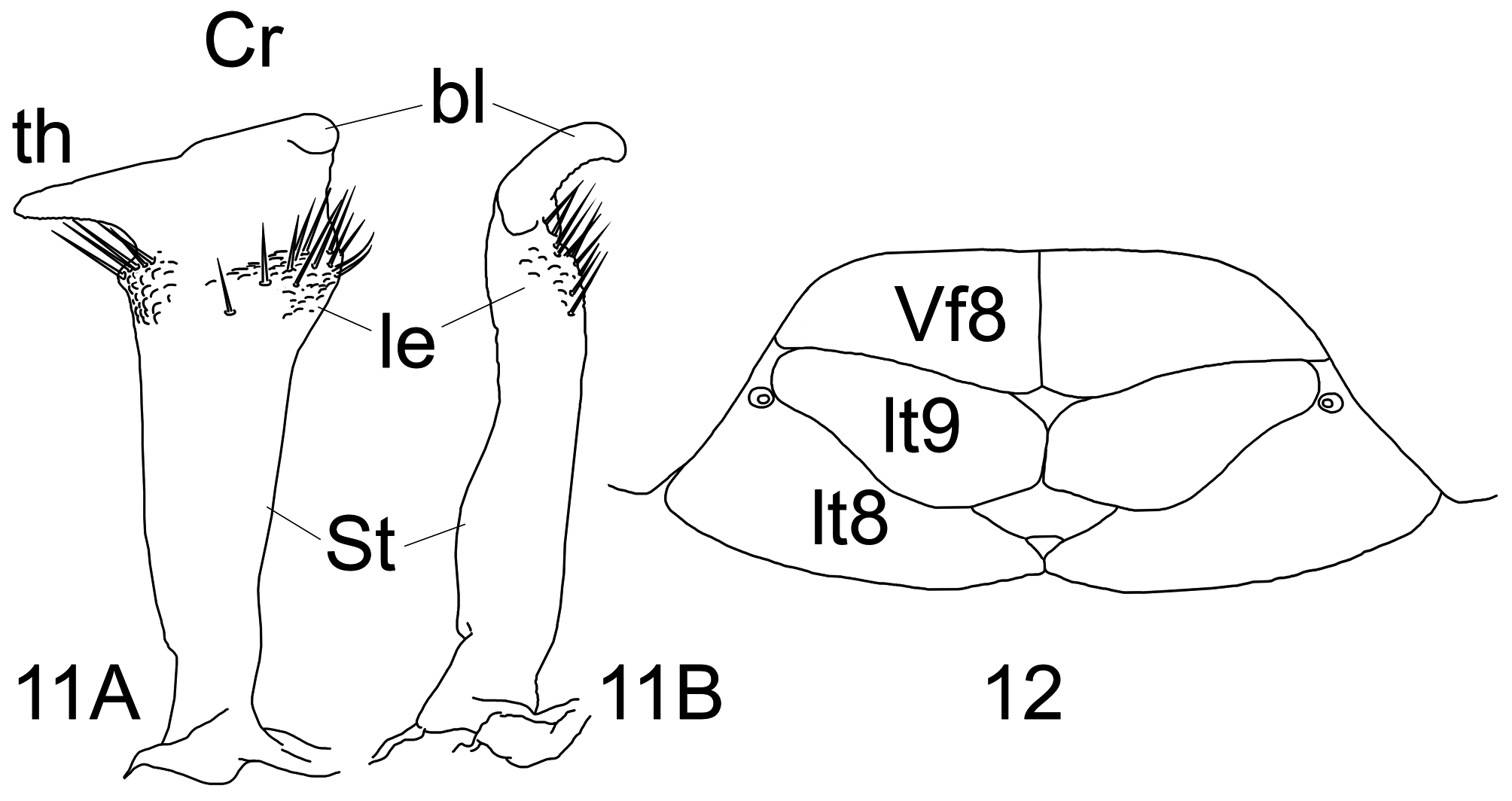 Aedeagus lateral view: 90, 92, 94, 96, 98, 100; parameres dorsal