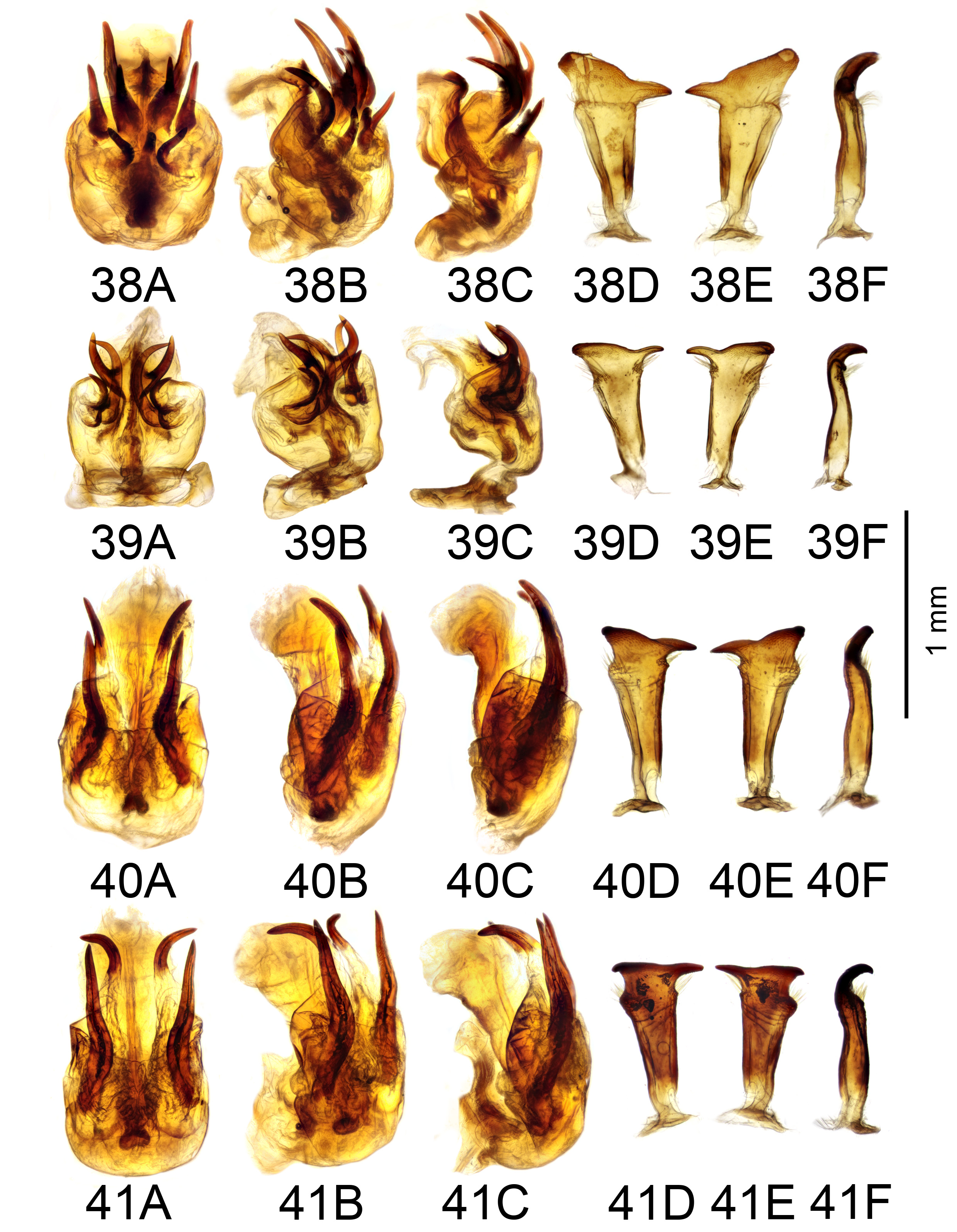 Aedeagus lateral view: 90, 92, 94, 96, 98, 100; parameres dorsal view