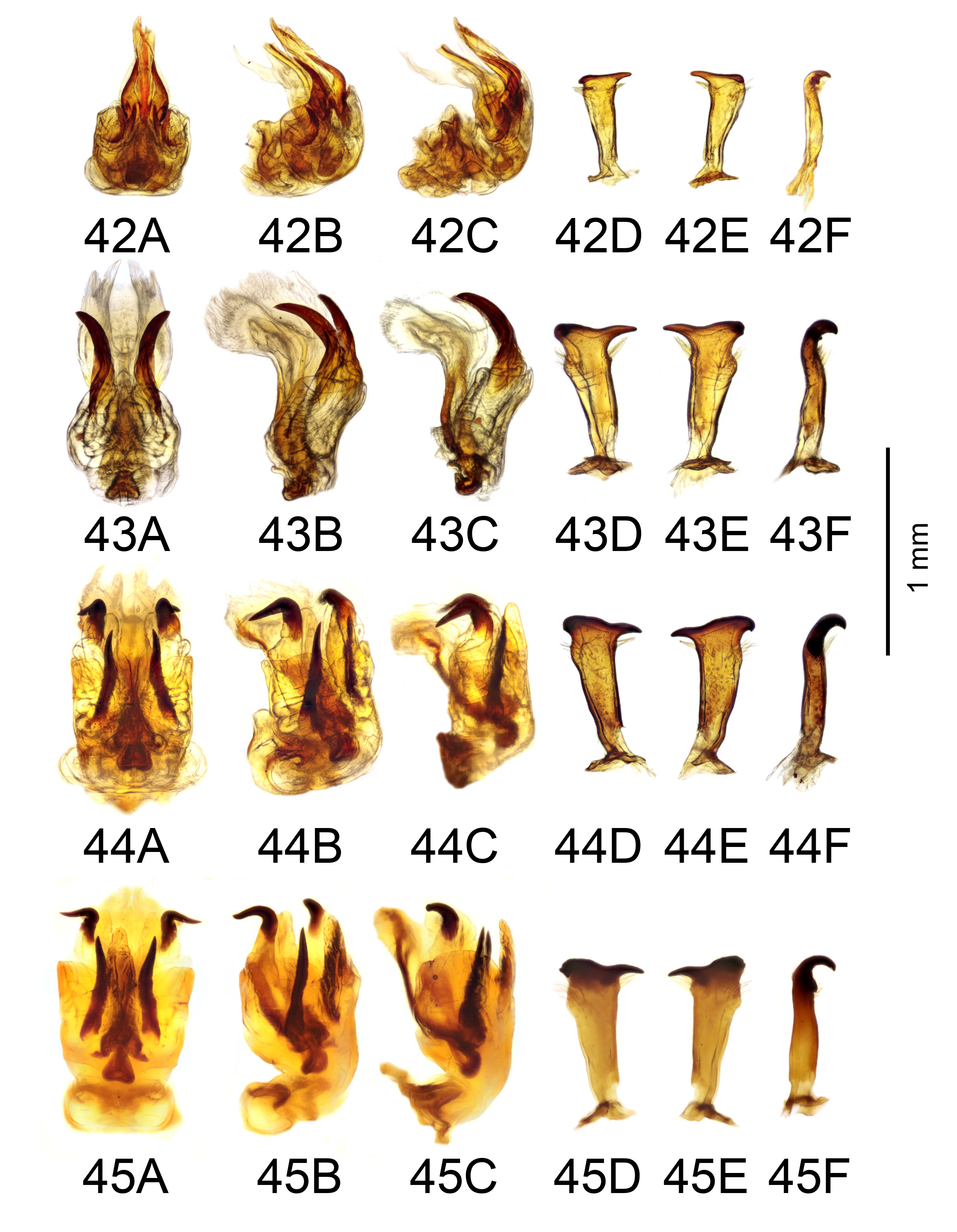 Aedeagus lateral view: 90, 92, 94, 96, 98, 100; parameres dorsal view