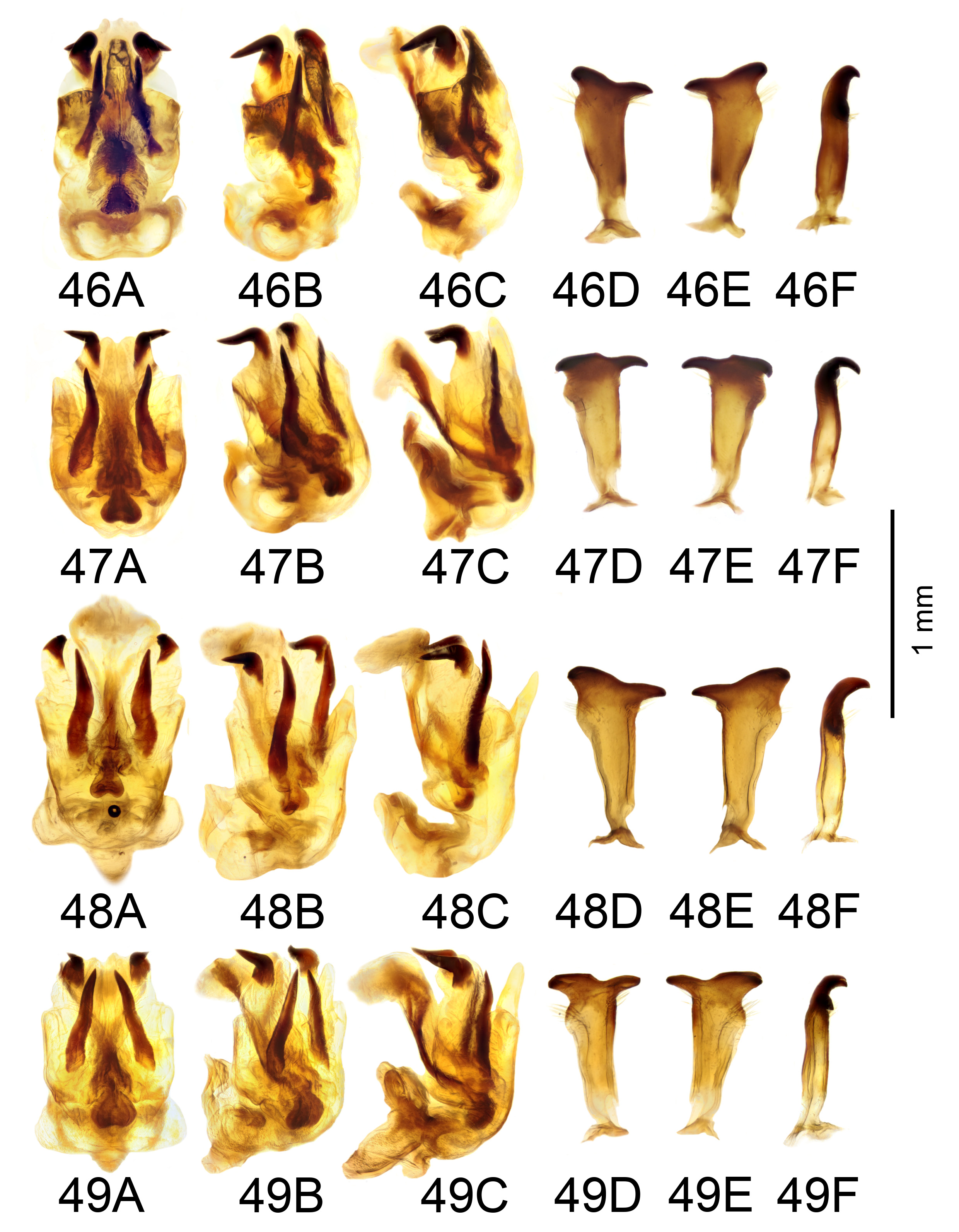 Aedeagus lateral view: 90, 92, 94, 96, 98, 100; parameres dorsal