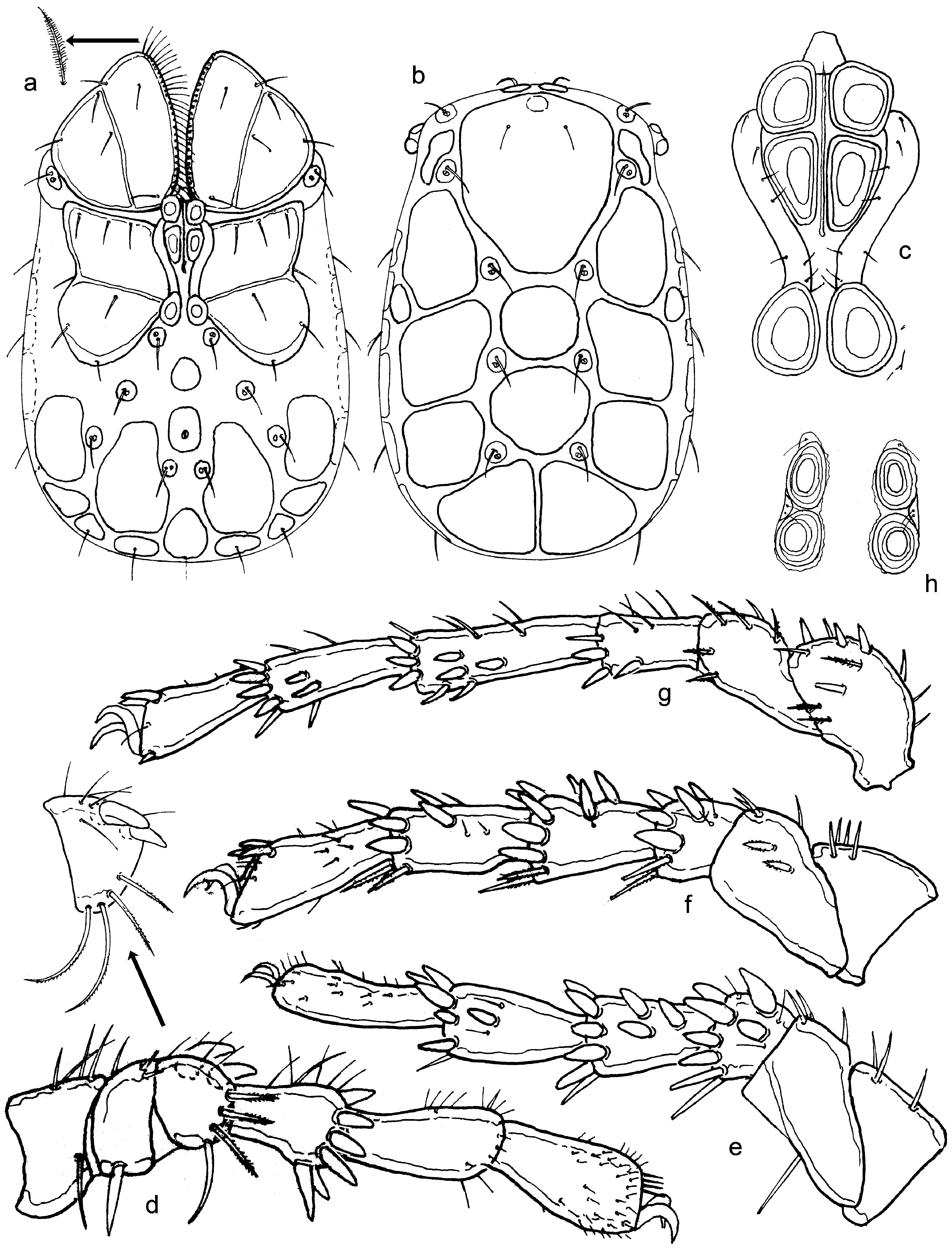 Trichothyas Lundbladia Paracunctans Gerecke Sp Nov Plazi Treatmentbank