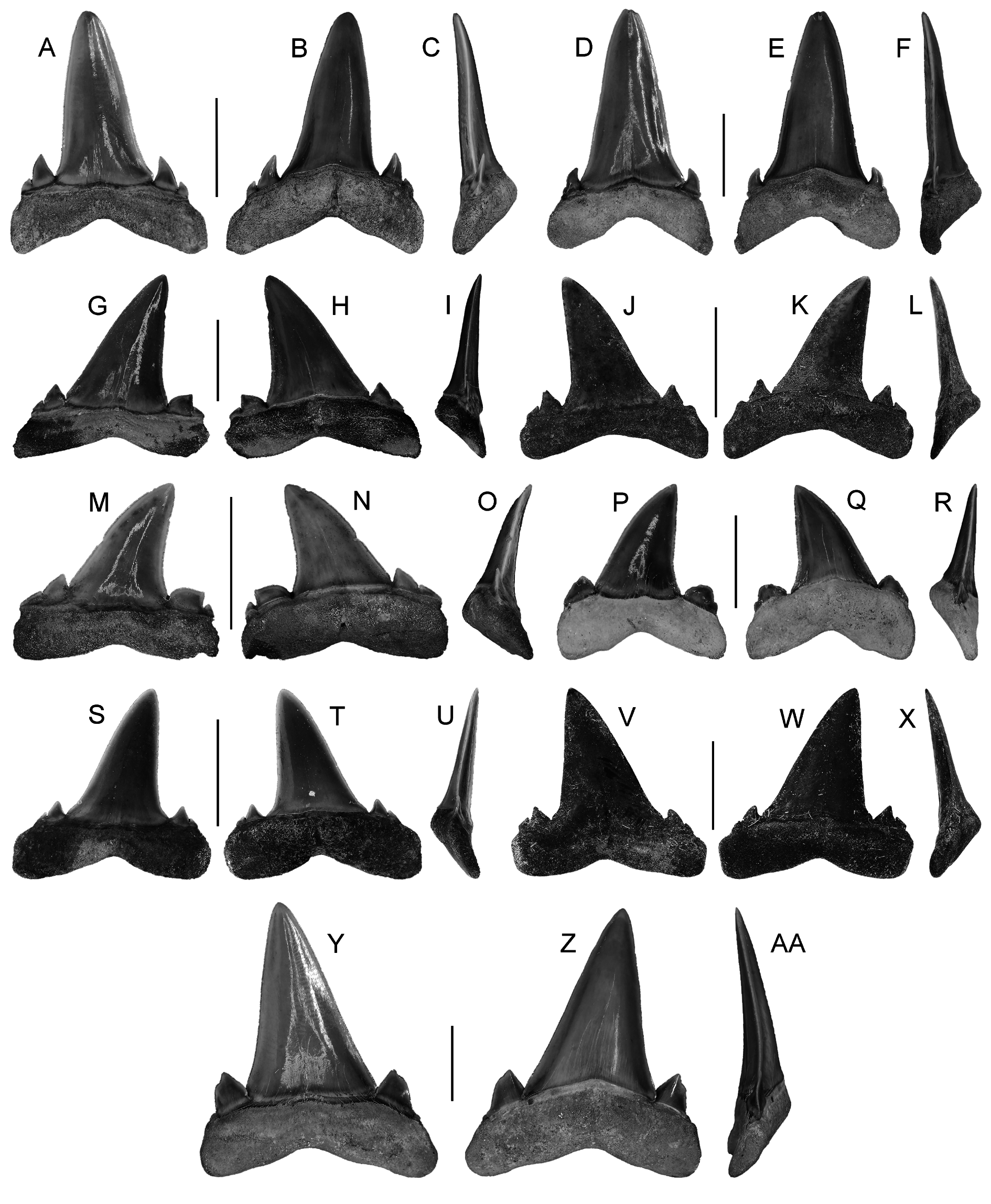 Fig. 19 in Taxonomy and biostratigraphy of the elasmobranchs and bony ...